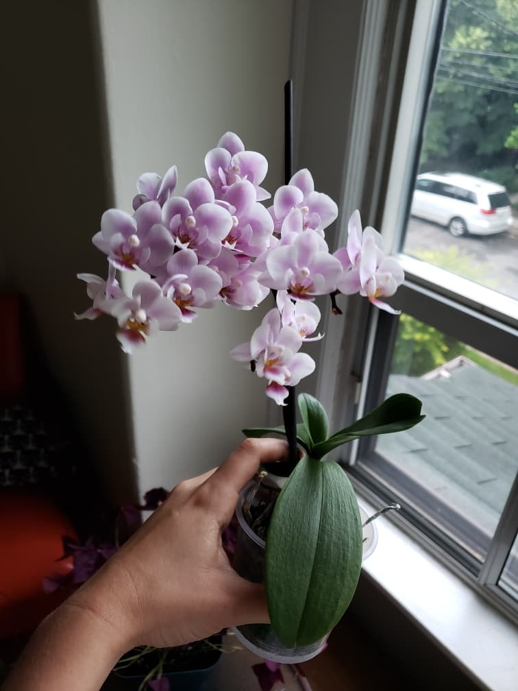 I finally managed to get my grocery store orchid to rebloom and it