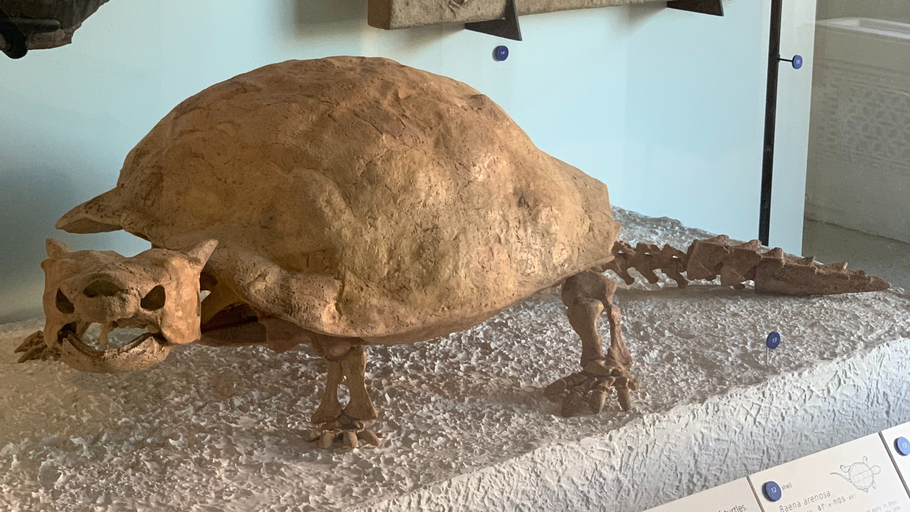 Meiolania platyceps was from Lord Howe Island. The meiolaniids