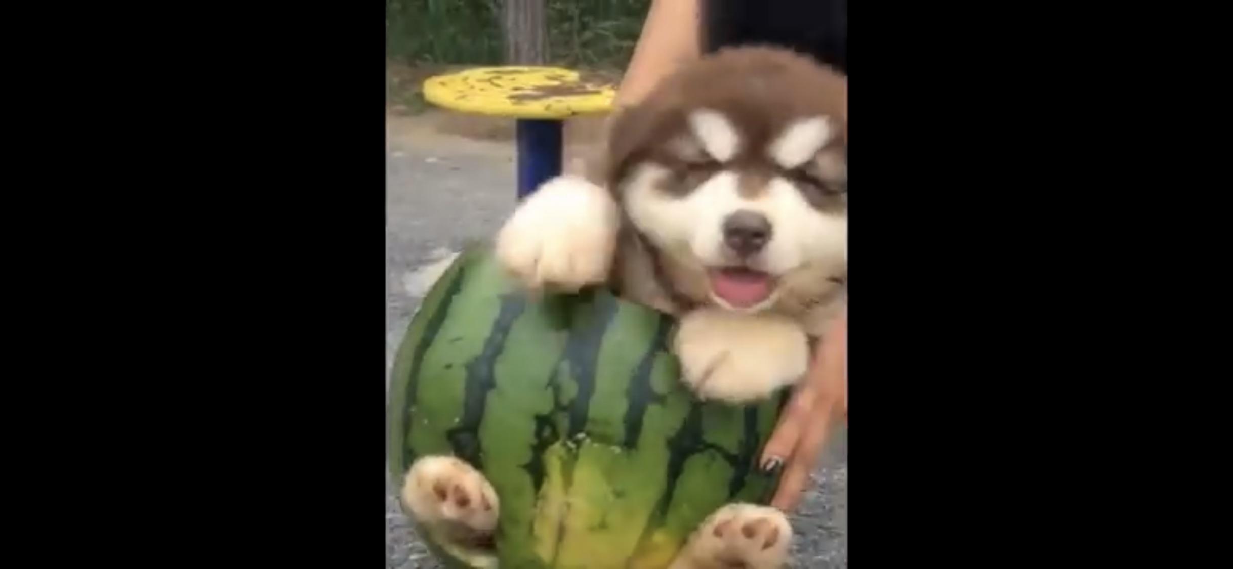 Melon boi r/doggos