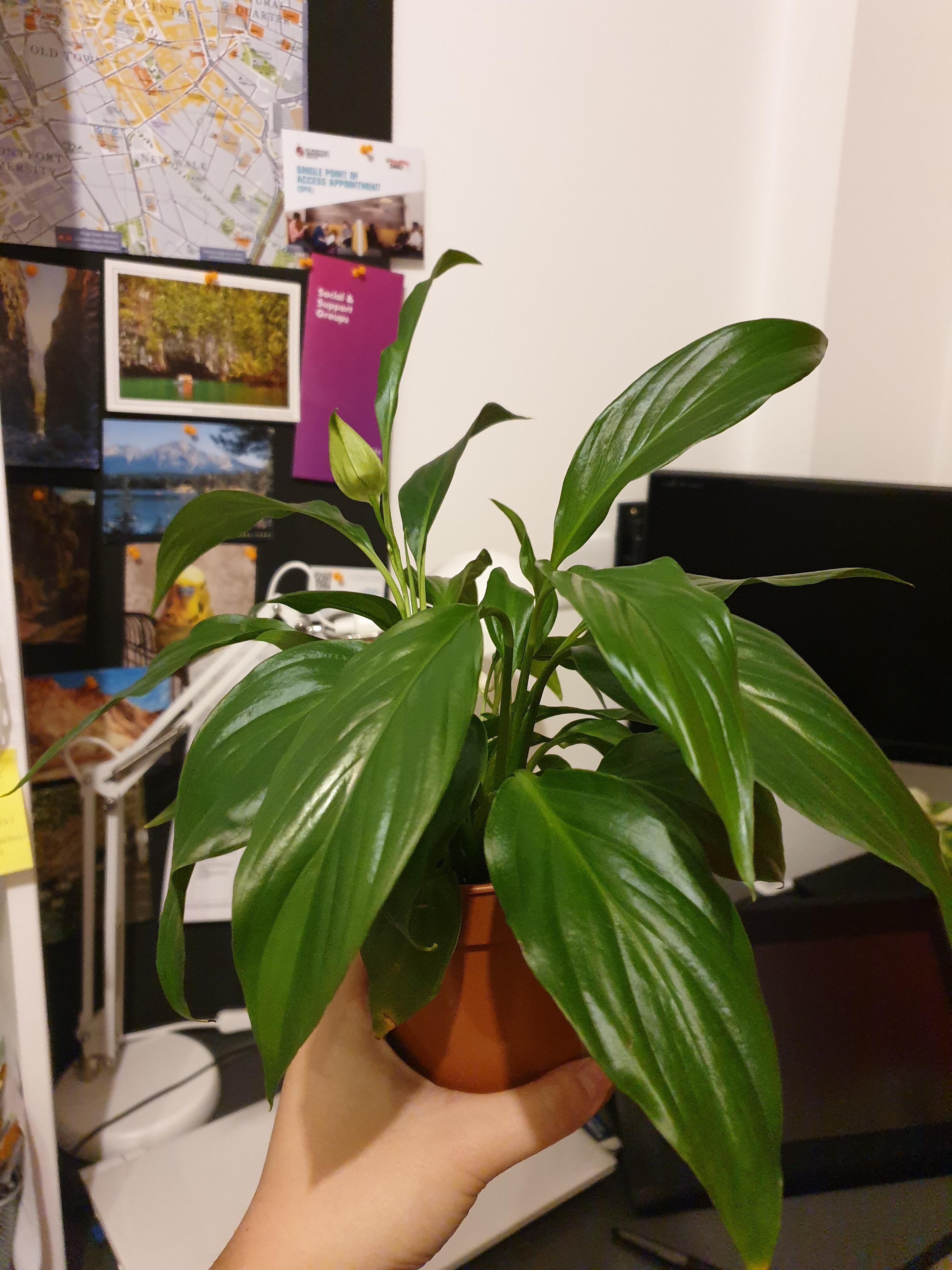 My peace lily looks so sad after watering with 6 hydrogen peroxide and