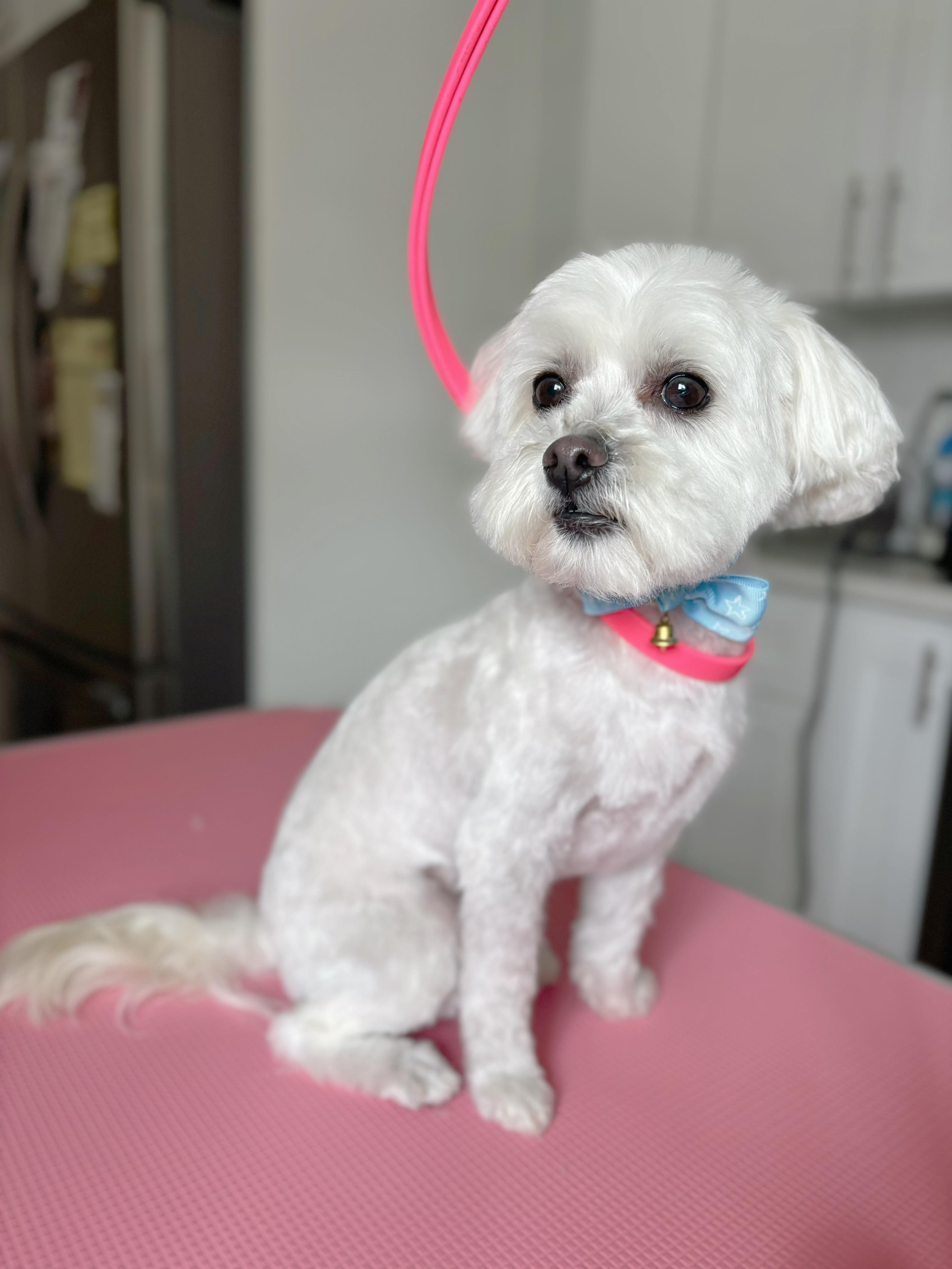 First house call grooming success! r/doggrooming