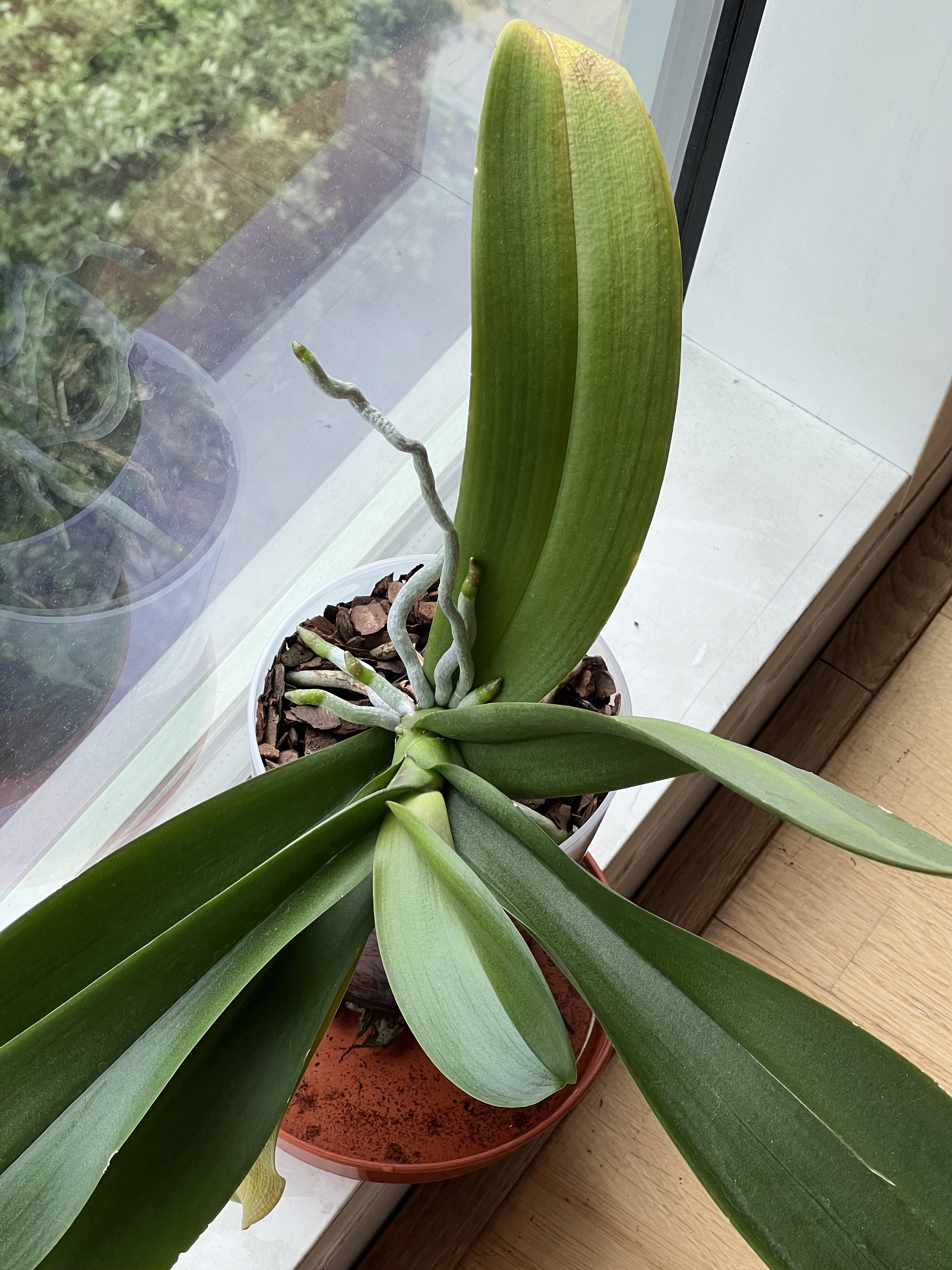 Troubleshooting How is she looking? Any ideas why why she isn’t