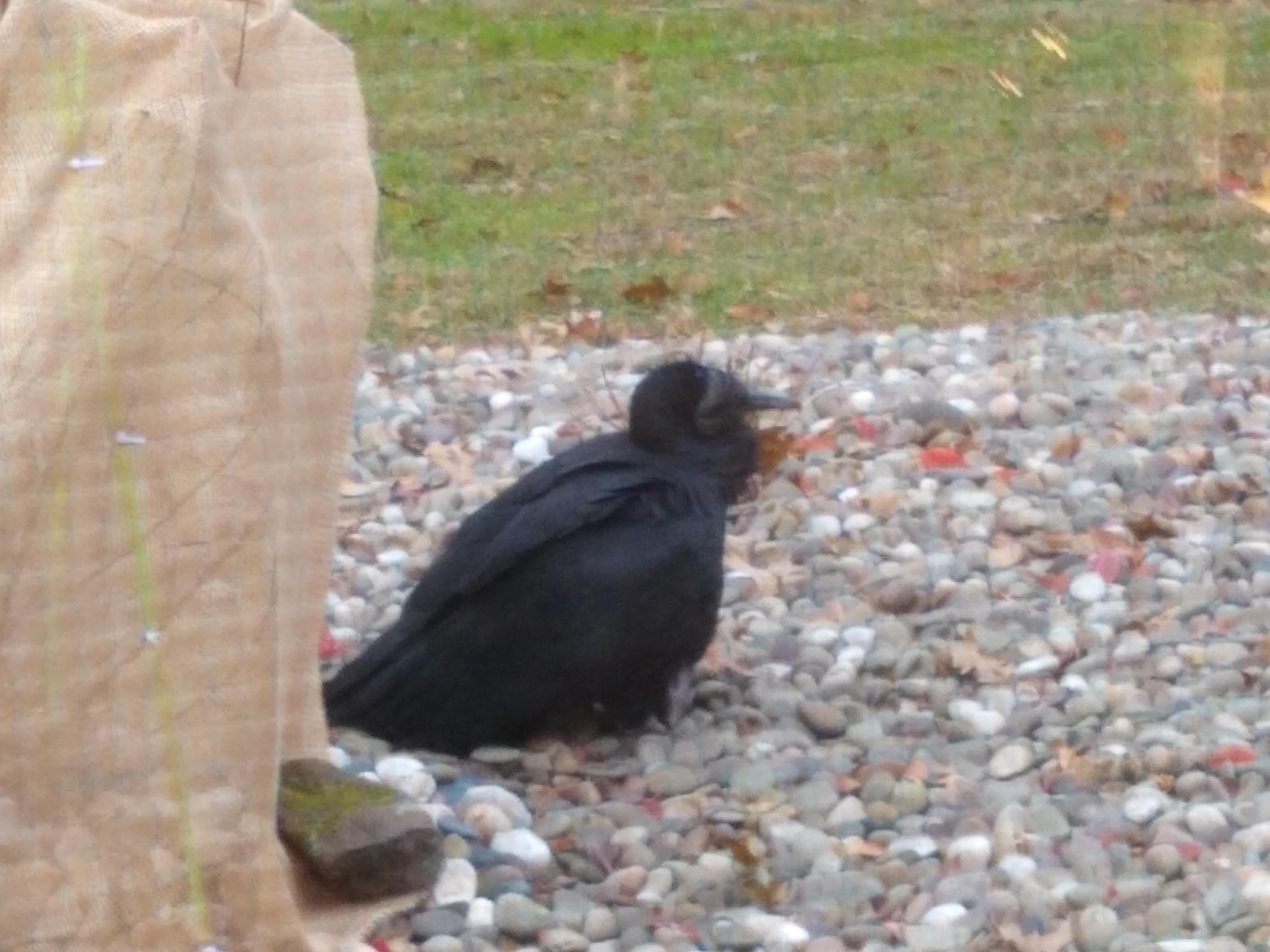 A crow with a broken wing landed in our yard... aww