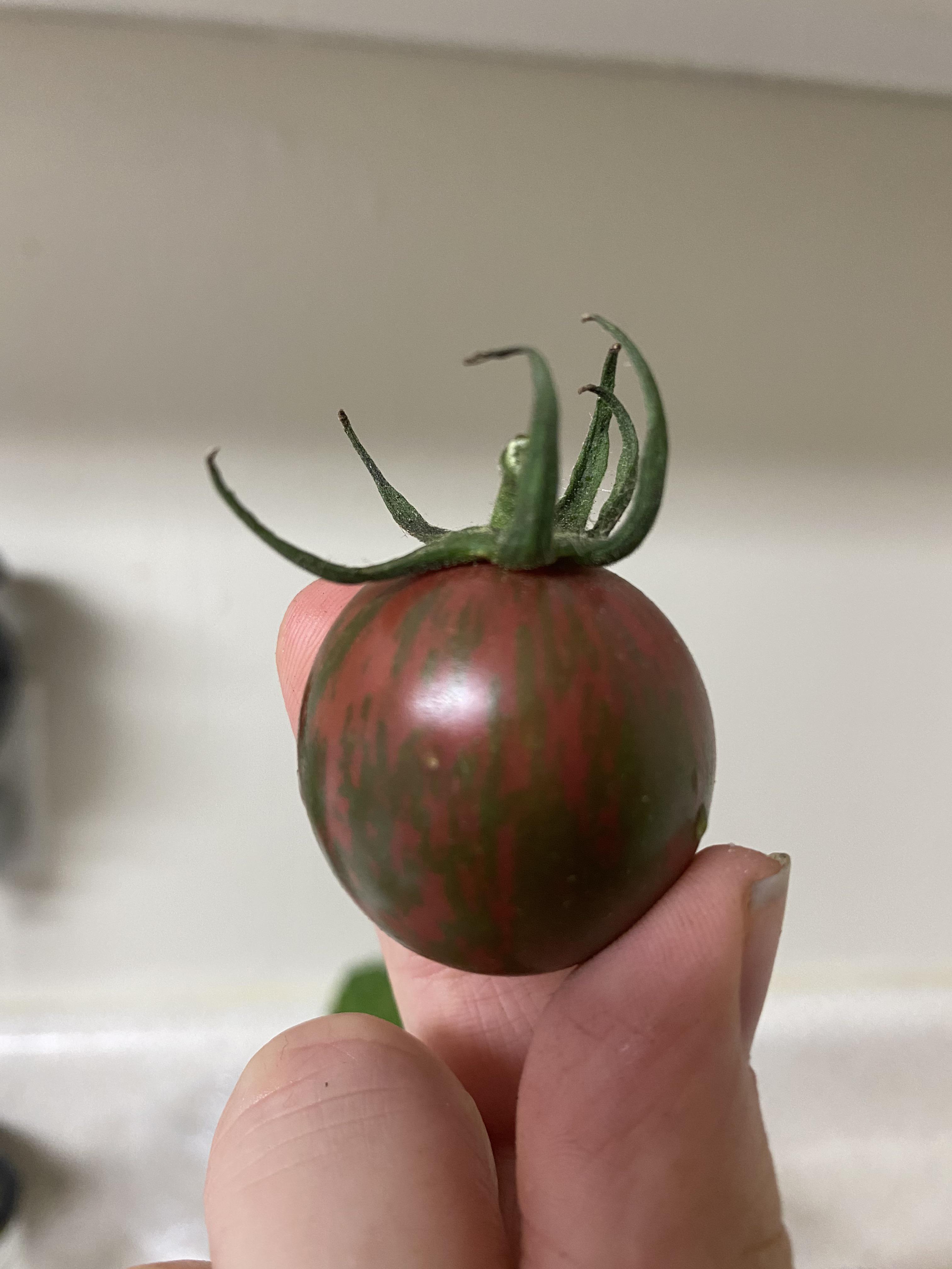 Heirloom watermeloncherry tomato! r/gardening