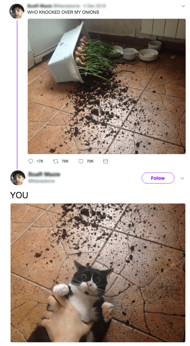 WHO KNOCKED OVER MY ONIONS?! memes