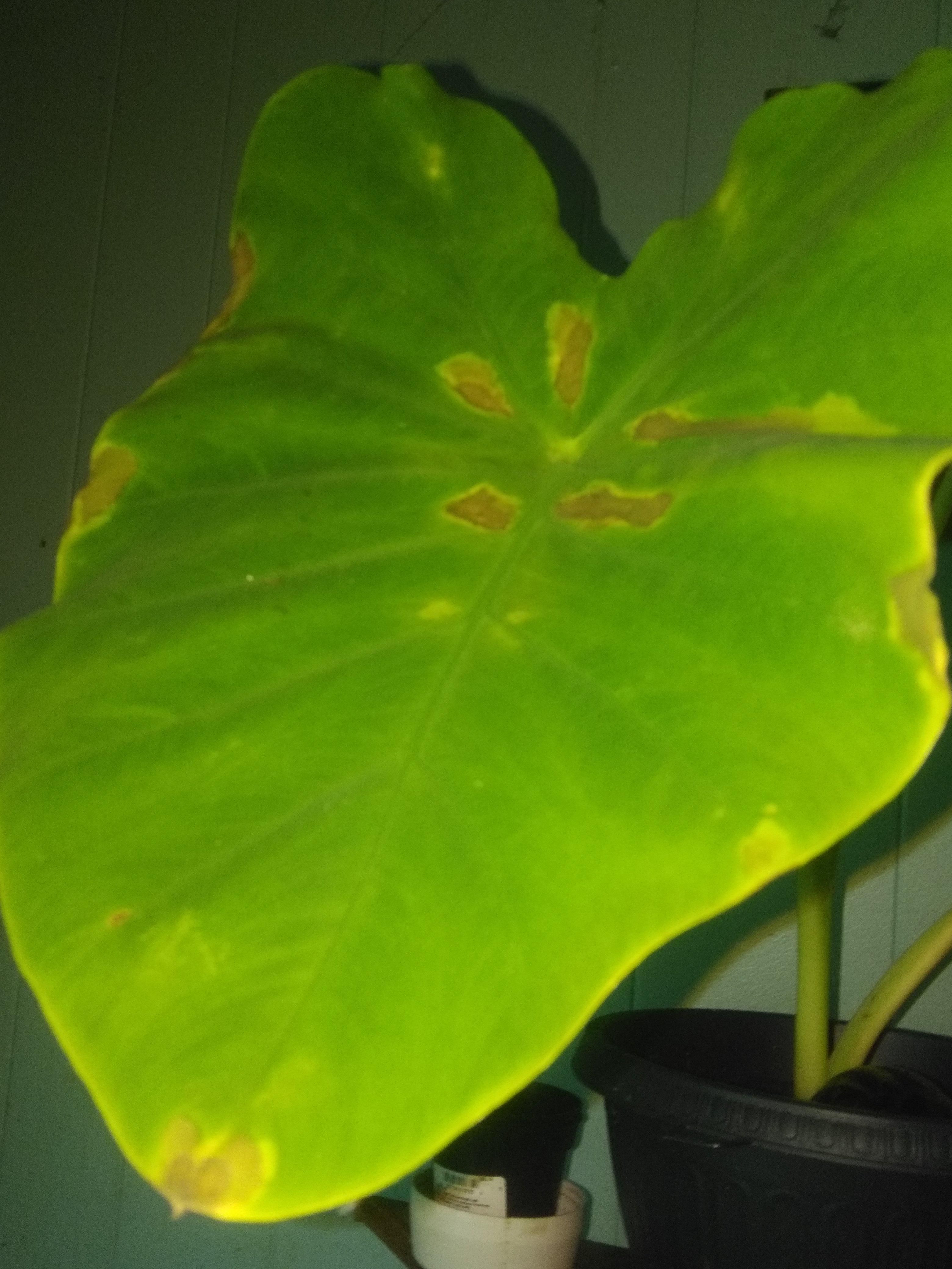 Can someone tell me whats eating away at my elephant ear plant? He
