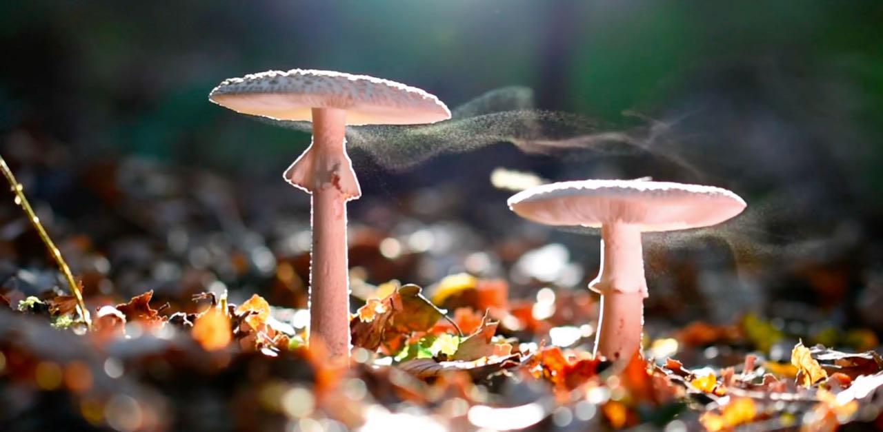 How to Tell if Mushrooms are Bad The Telltale Signs