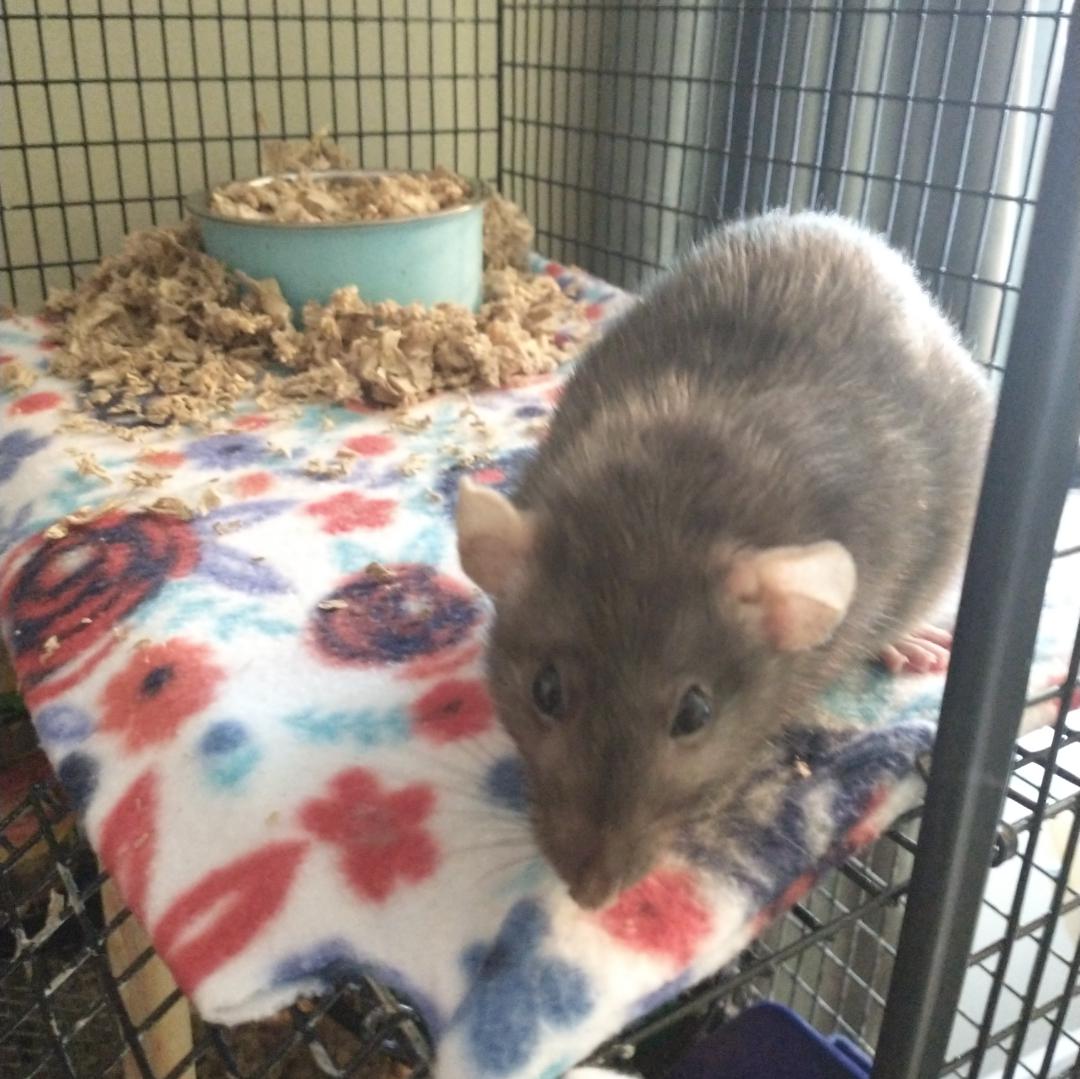 Why does my rat insist on covering her food bowl with bedding? r/RATS