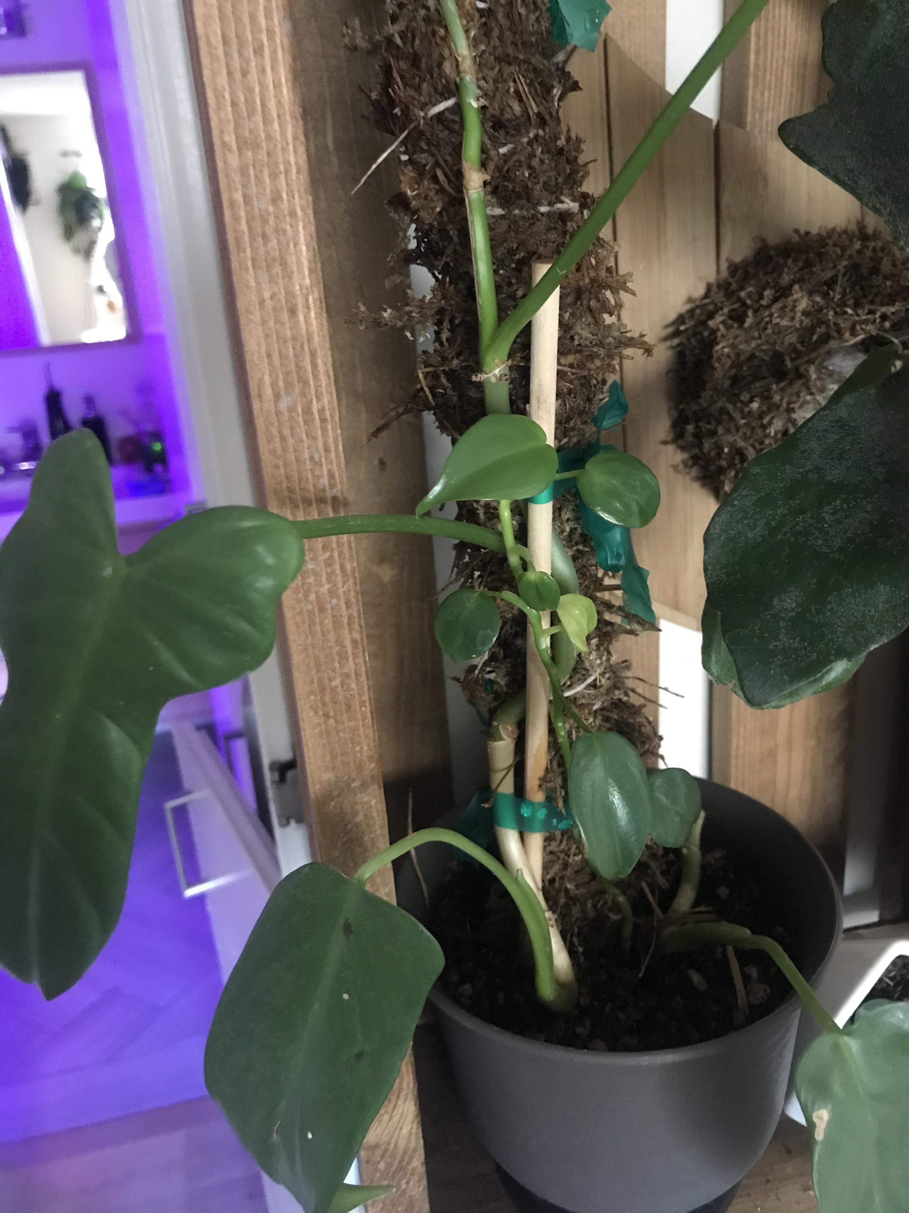 why are my horsehead leaves getting smaller and reverting to juvenile