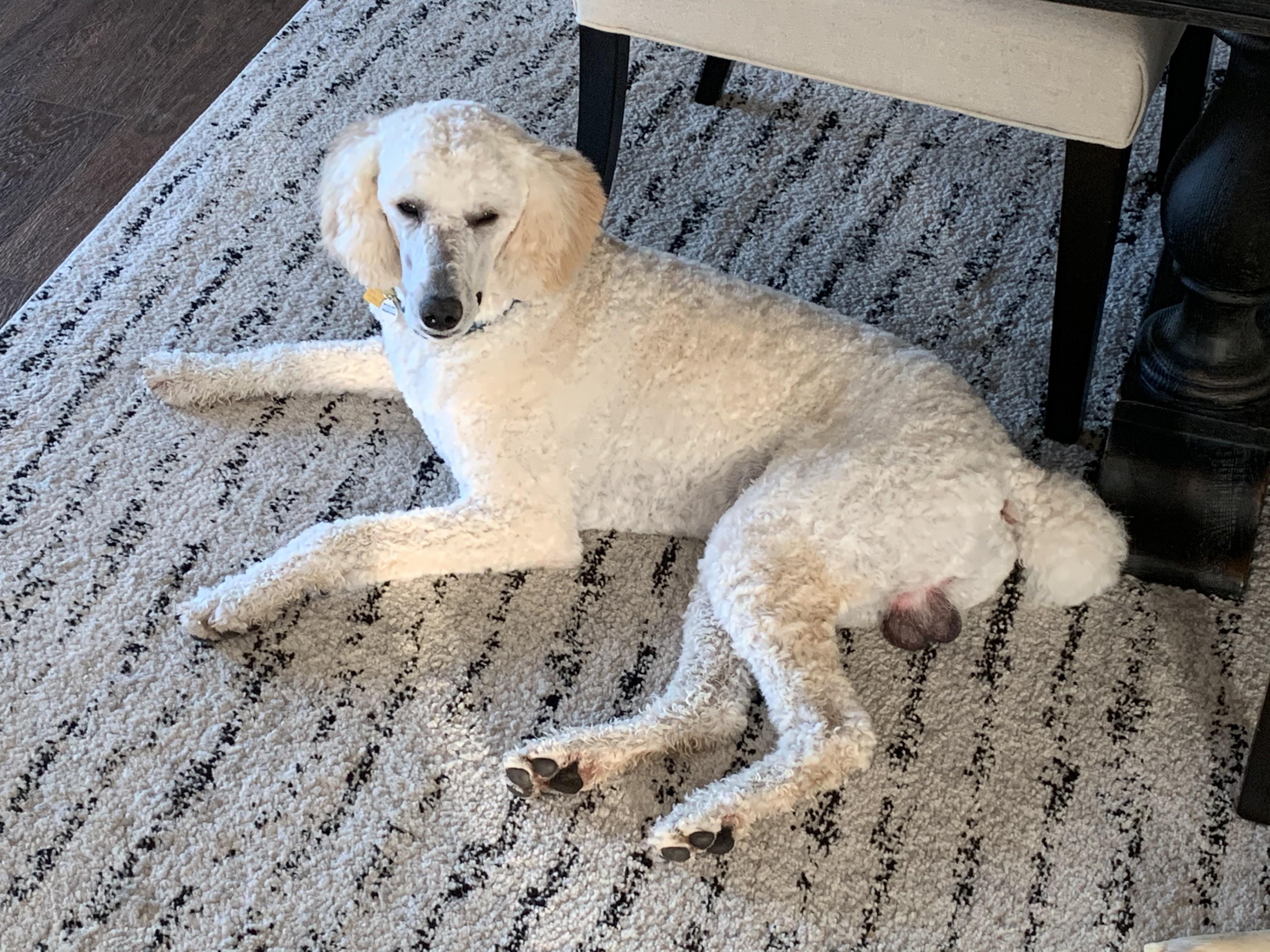 Are People Really Putting Glitter On Their Dogs Testicles