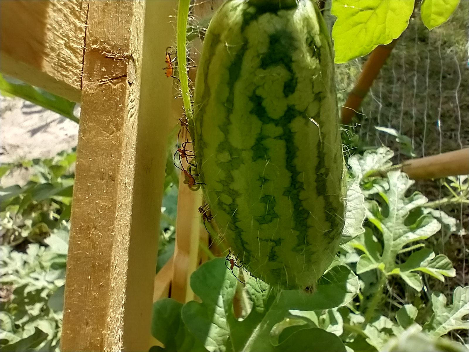 What are these tiny bugs on my tiny watermelon? r/whatsthisbug