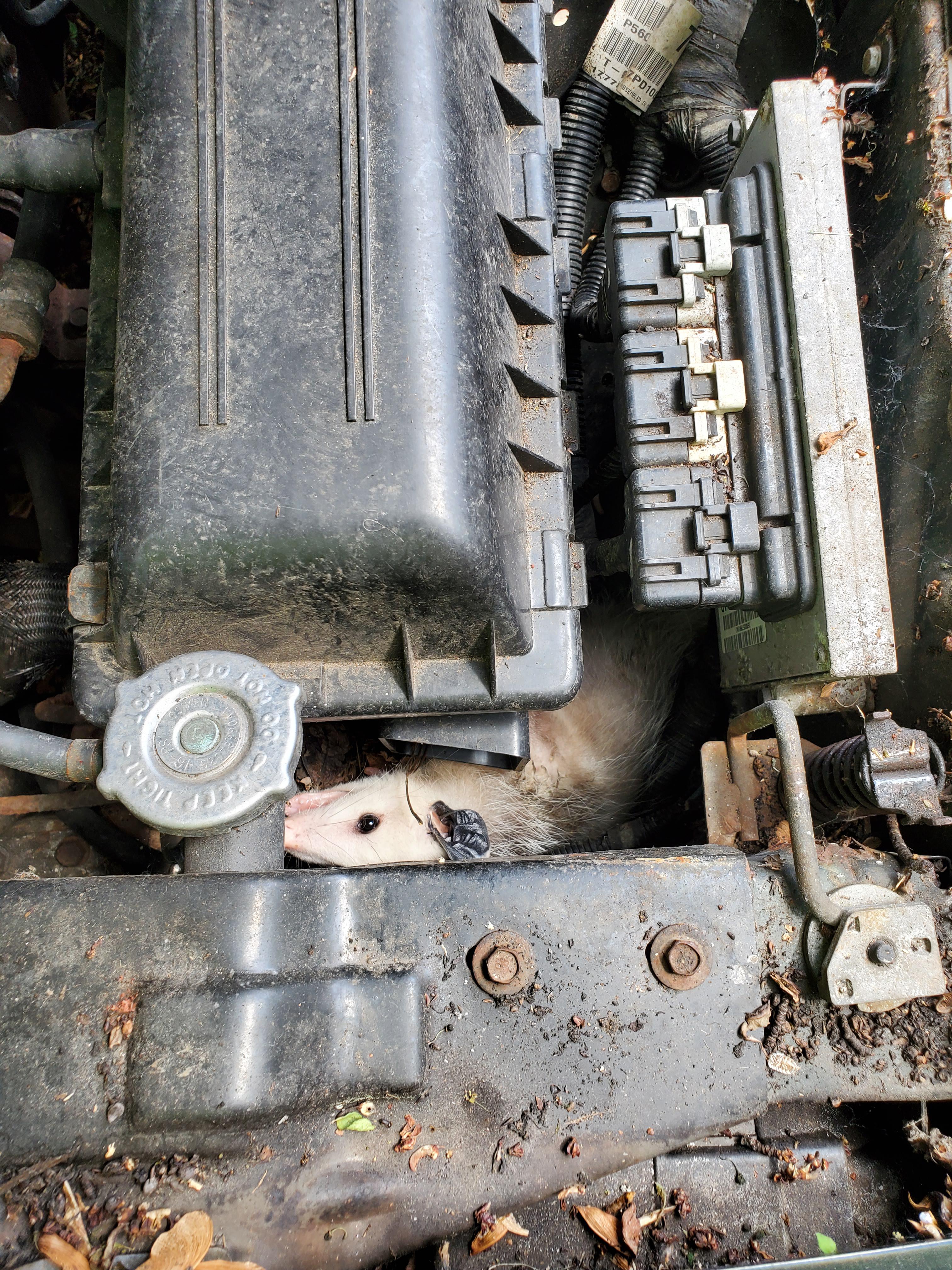 Guy says there's some weird noise coming from under the hood. I think I