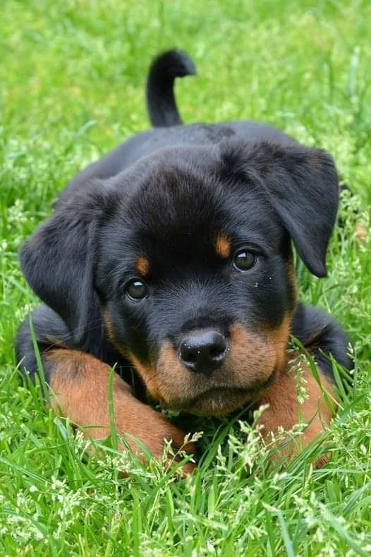 Baby cute rottweiler r/Rottweiler
