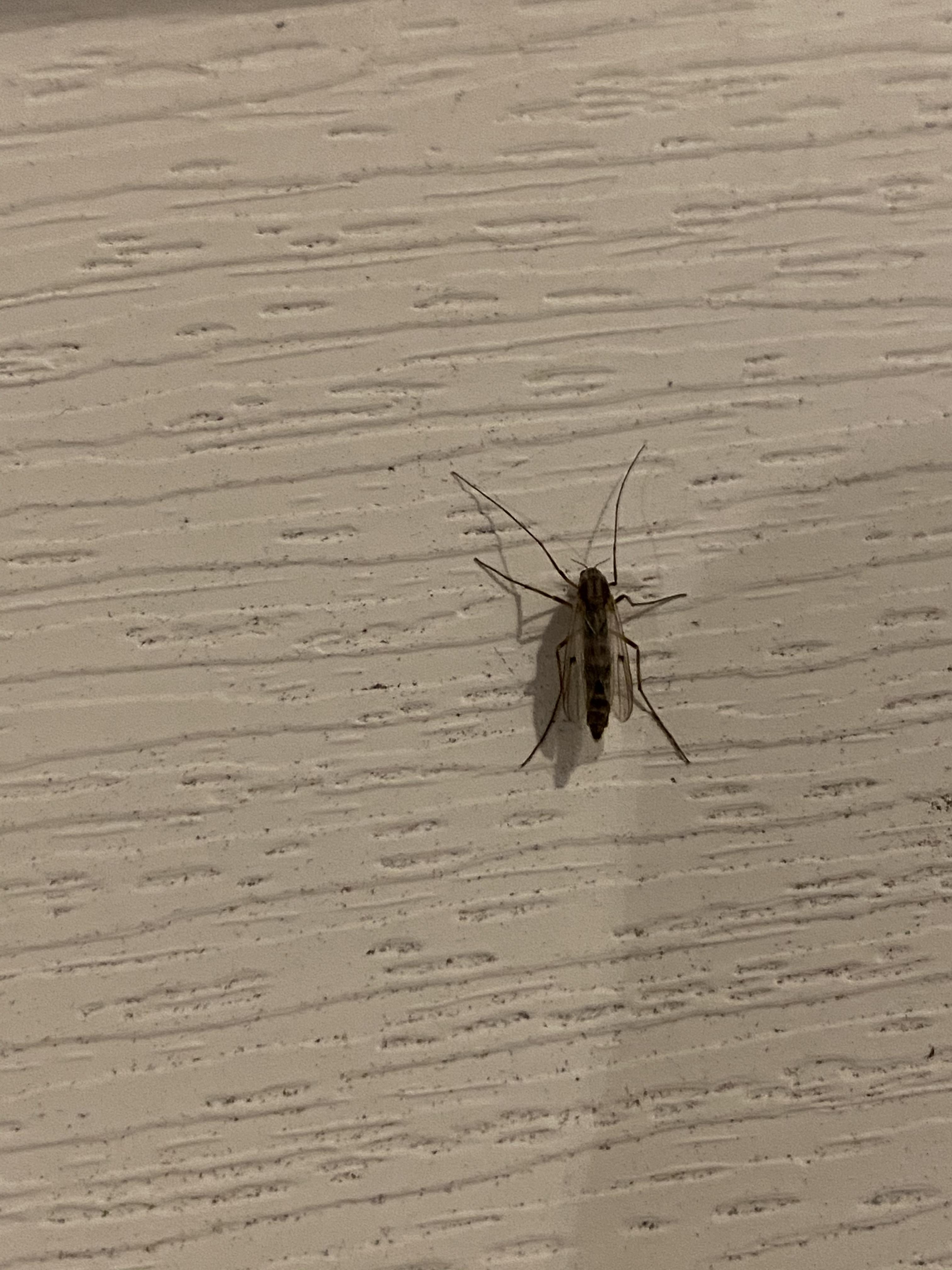 What are these bugs gathering on my siding, and how do I get rid of