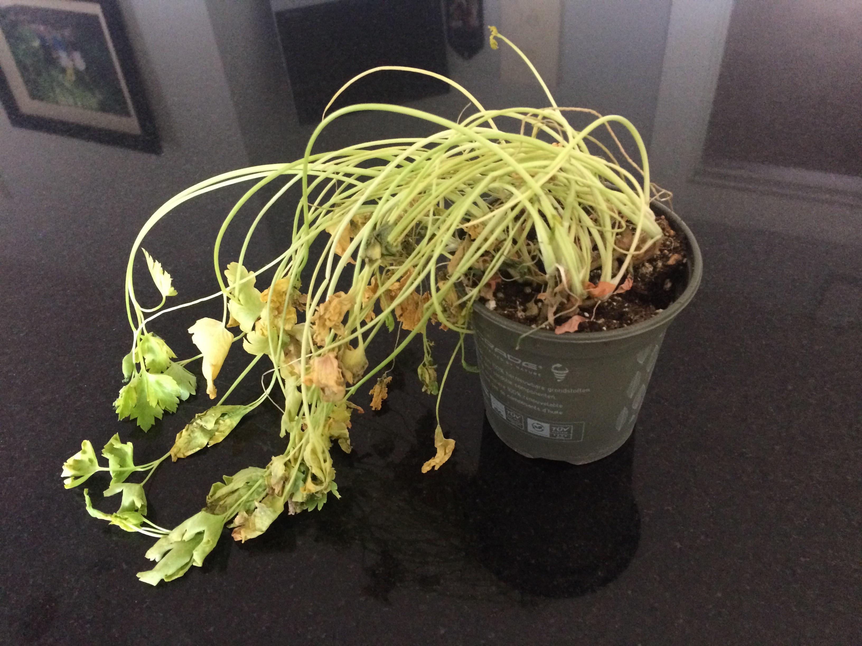 Rescued some coriander from the compost bin where I work. How to revive