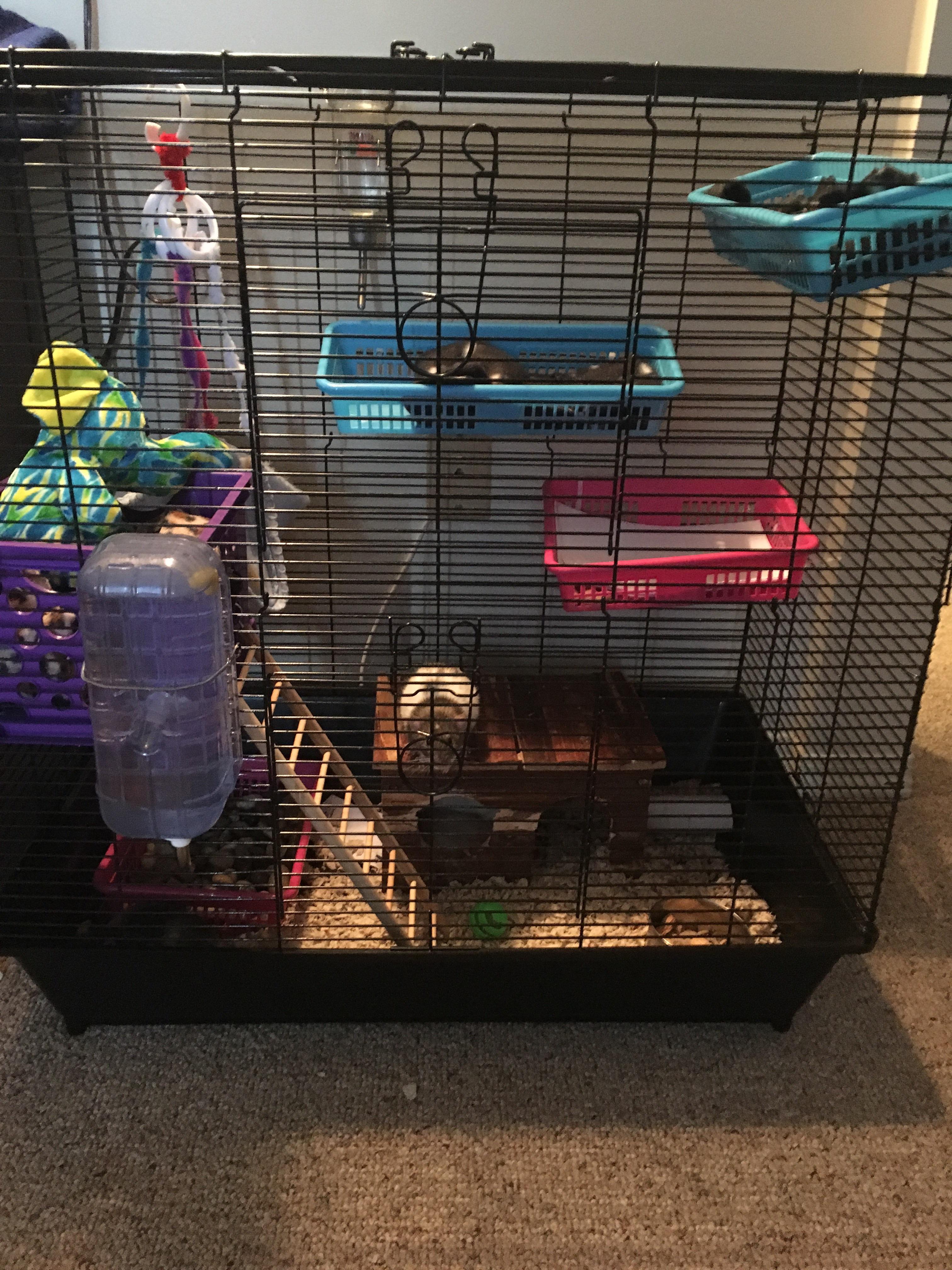First cage setup with my new girls! What do you think? r/RATS