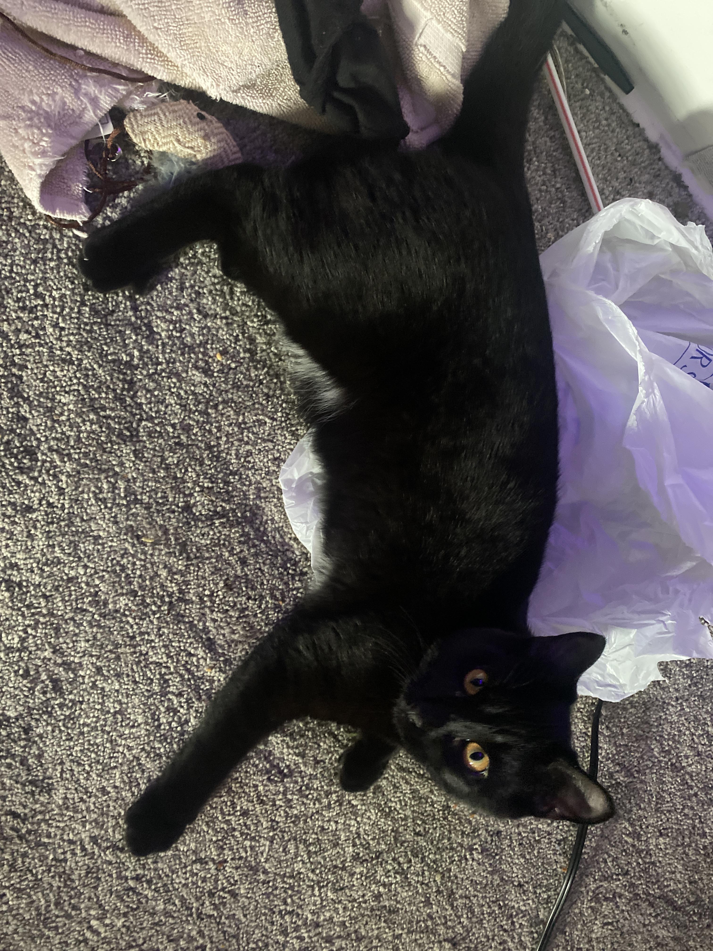 older cat losing weight in hips Dina Peak