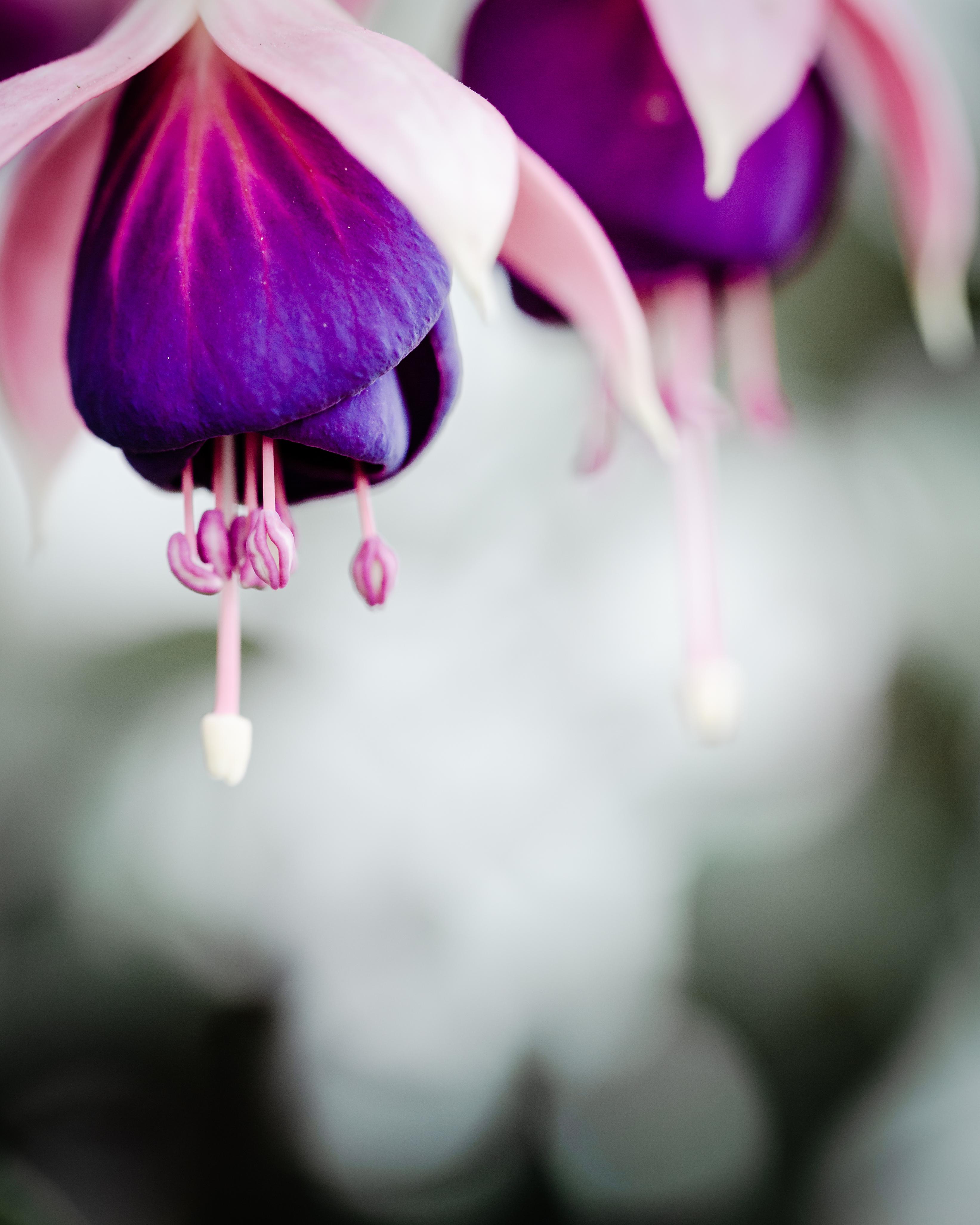 The Fuschia I'm Growing on My Balcony. Santa Monica, California. r