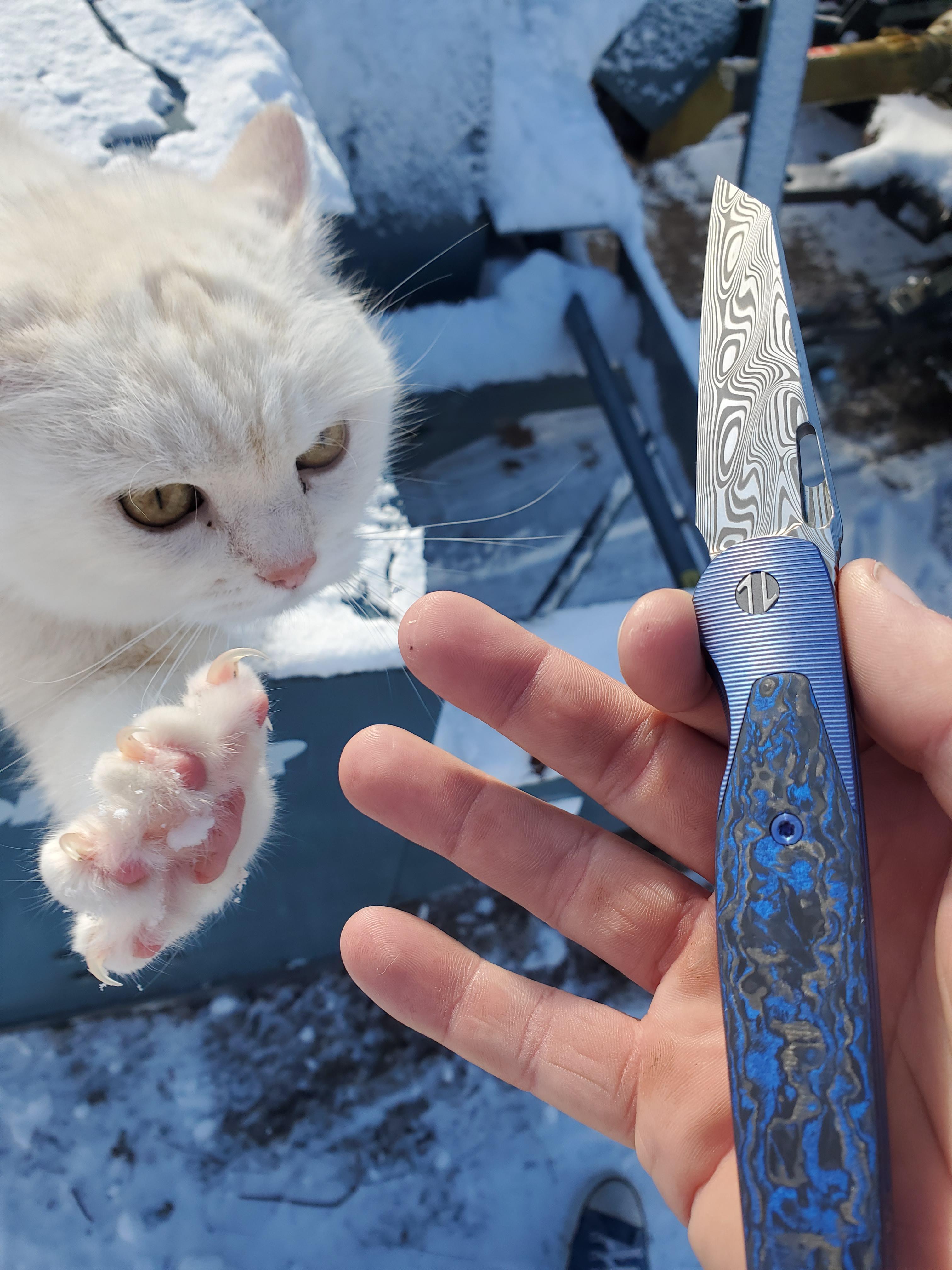 Cat Likes Knife. The cortex is insane