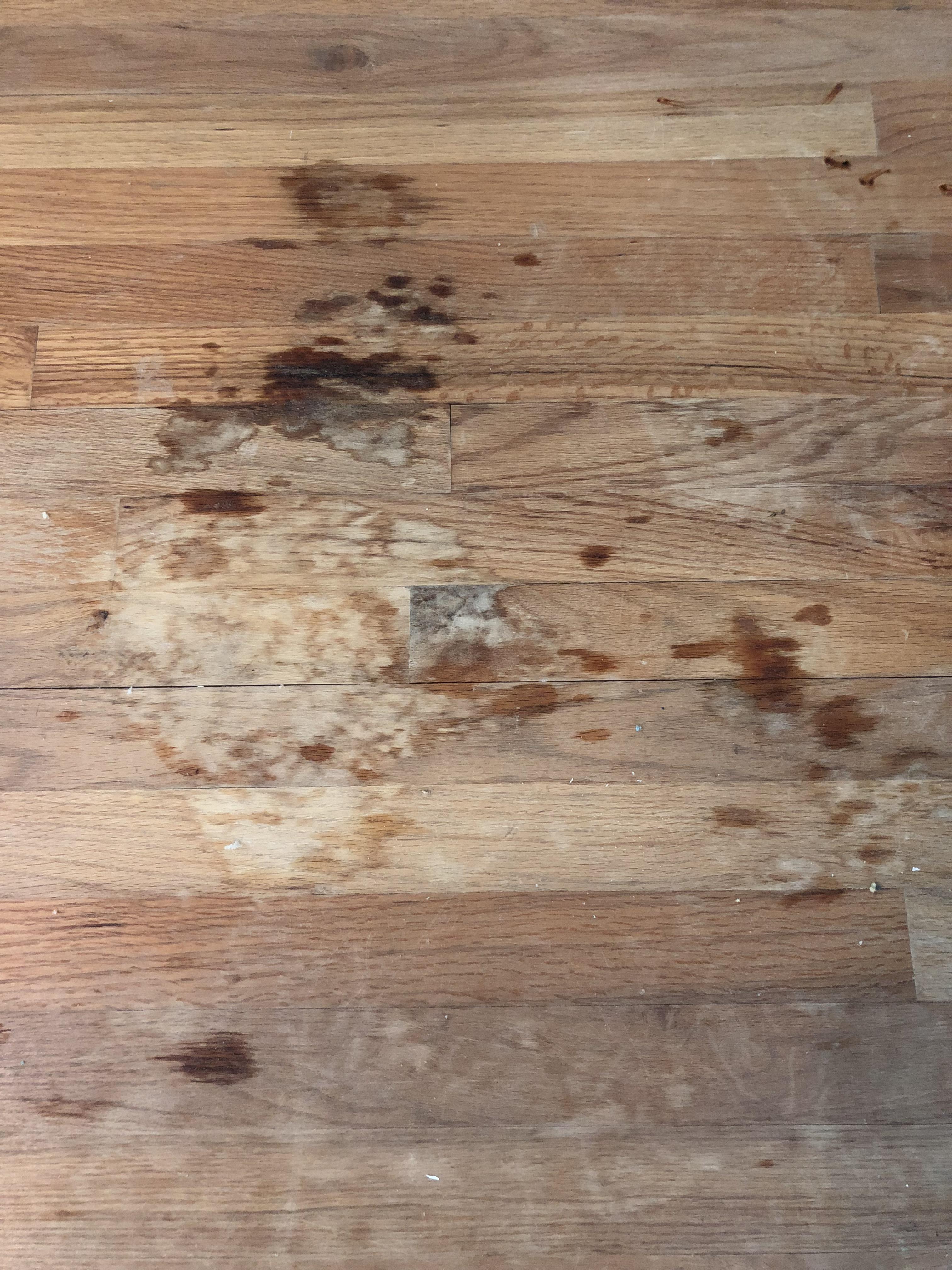 Is it possible to simply clean pet urine stains from hardwood floors or