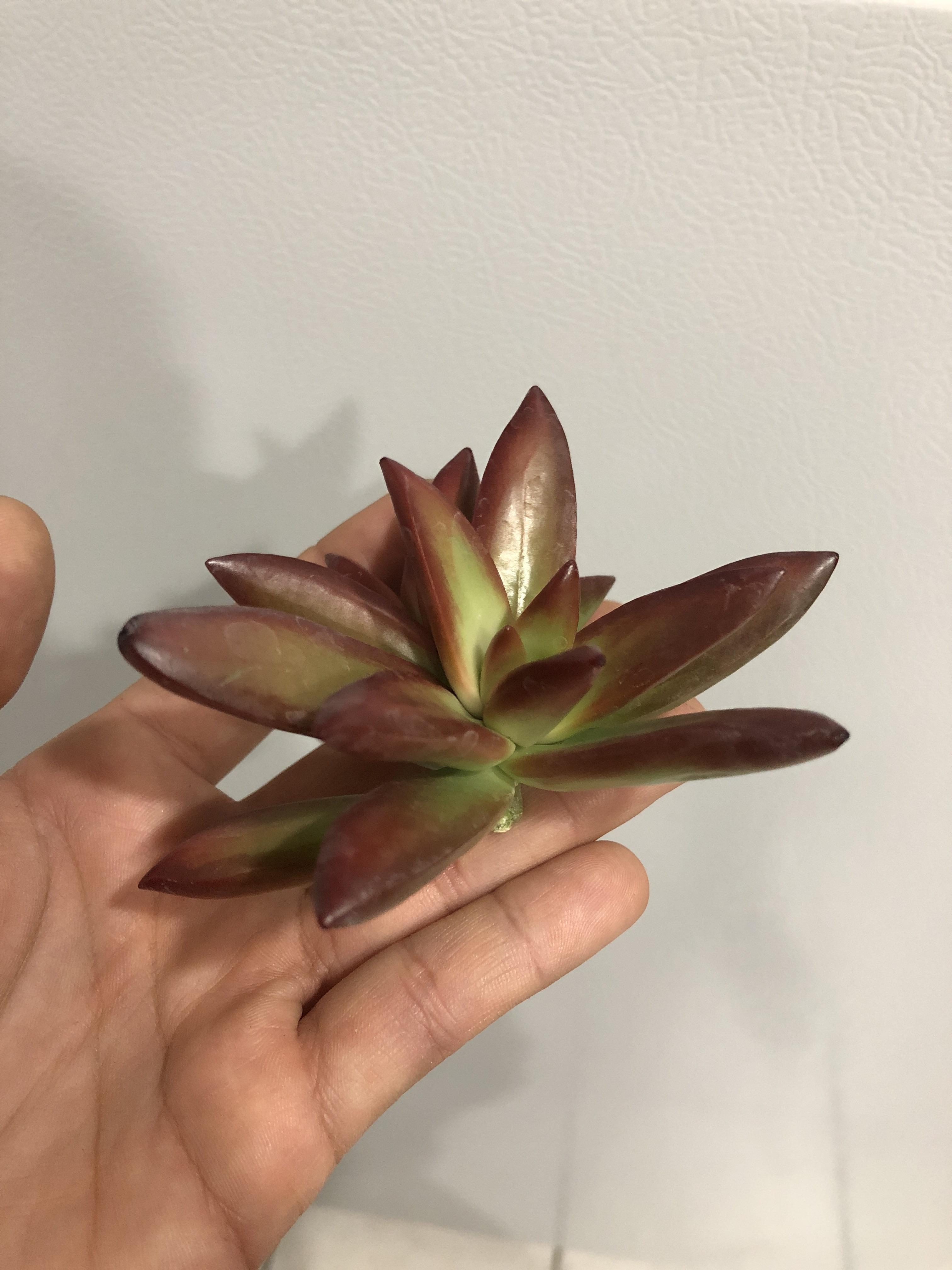 This whole thing had broken off a succulent display at Home Depot! What