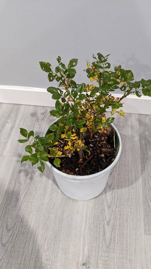 Petite rose, too much heat/sun? Lives in balcony, sun all day. Had