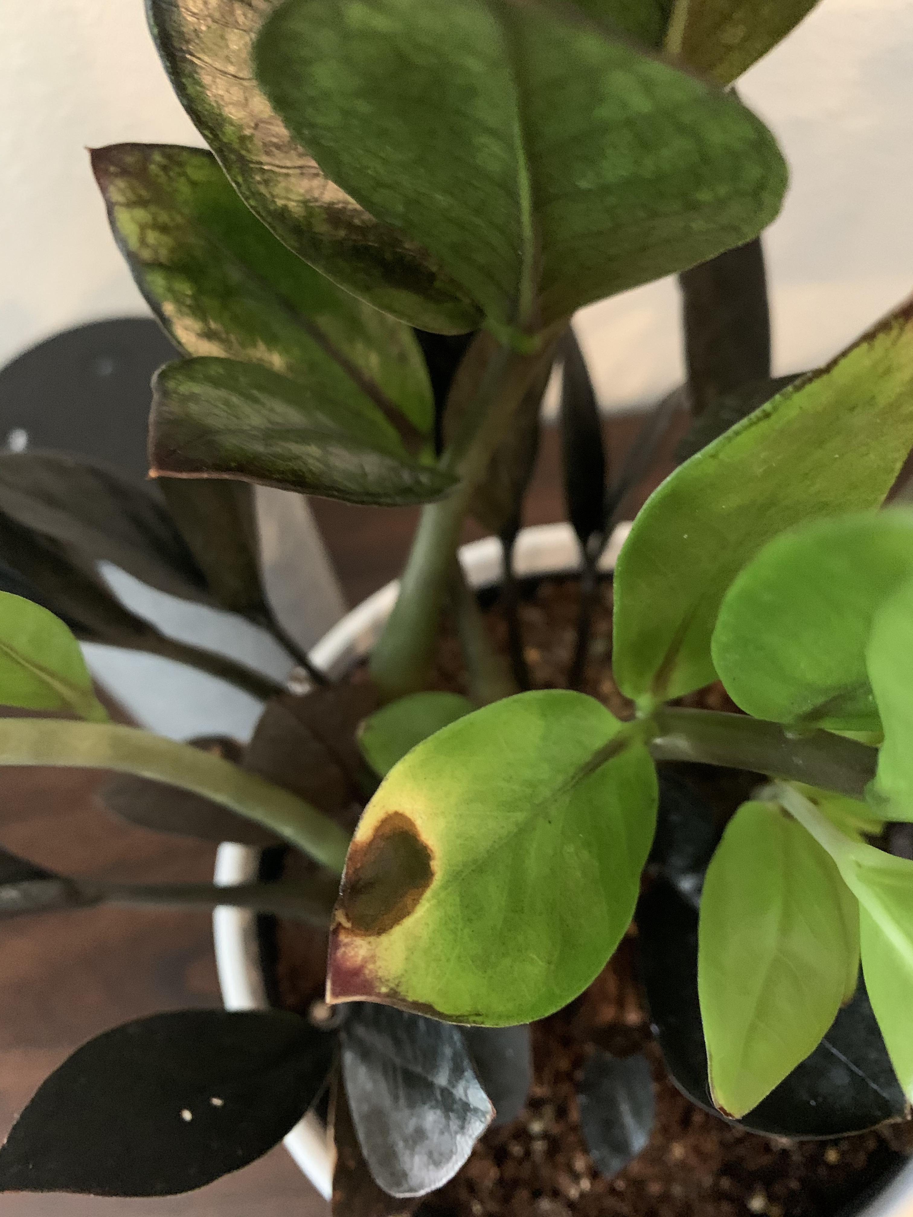 Any idea what is causing this brown spot on my Raven Zz? r/plantclinic