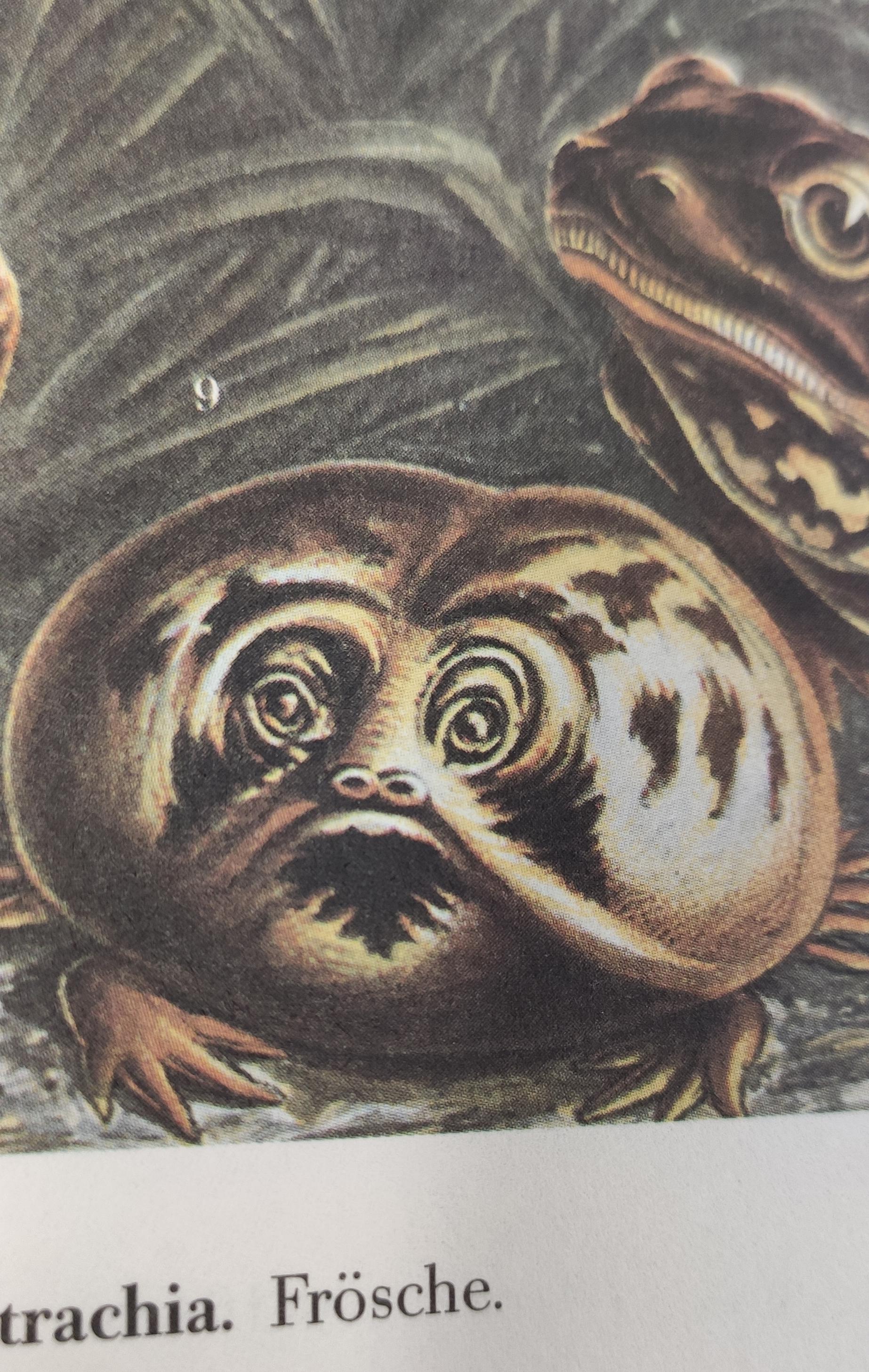 F R Ö S C H E frogs