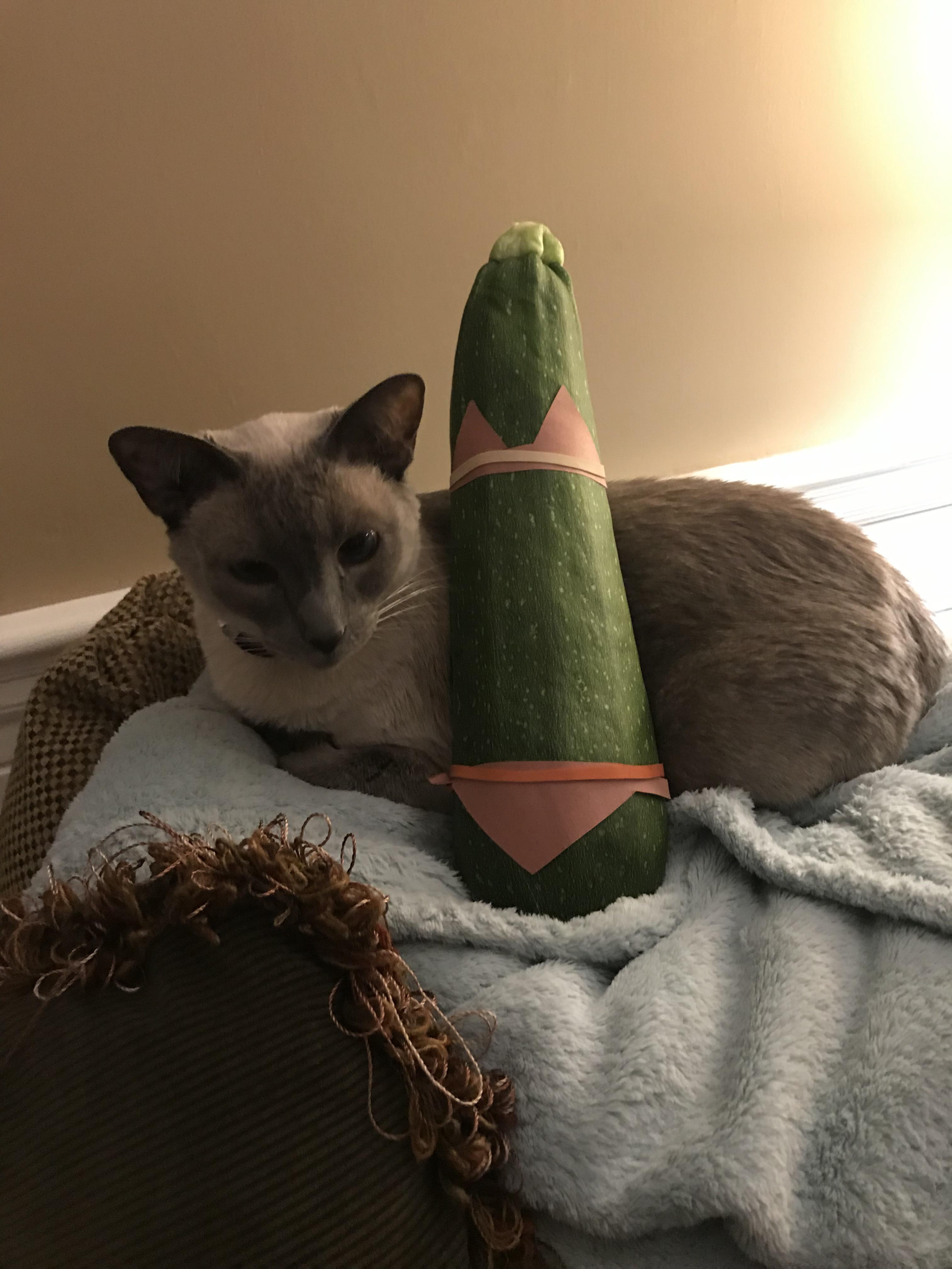 Zucchini in bikini on cat r/StuffOnCats