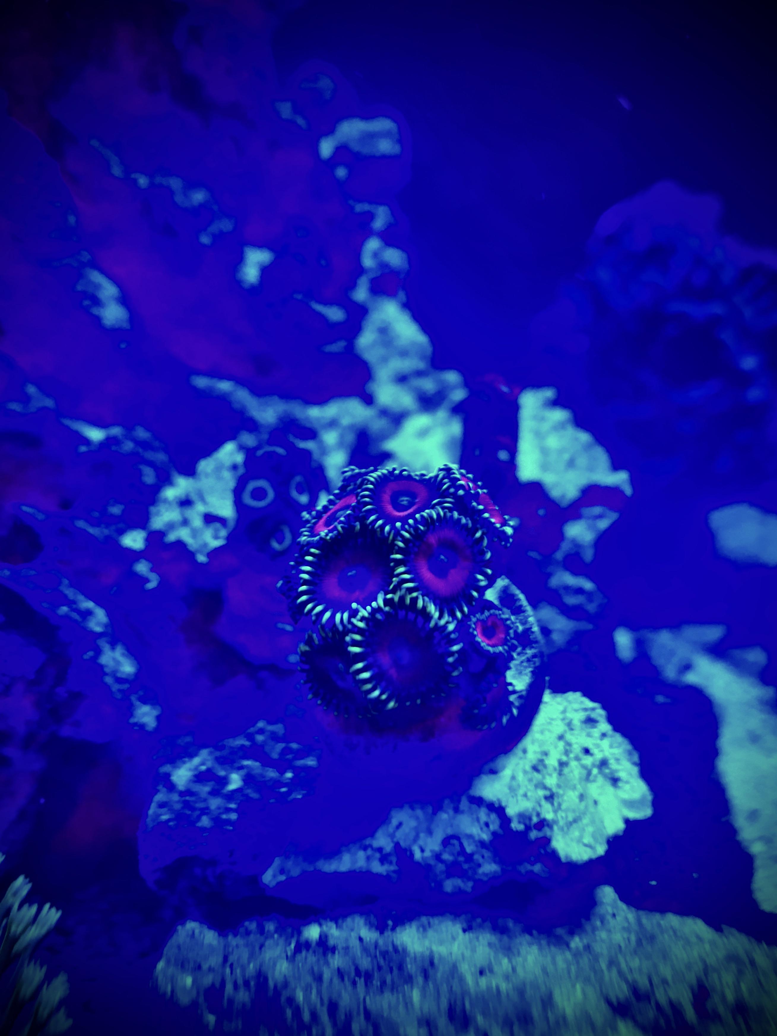 These zoas sparked my interest in getting more zoanthids stay tuned