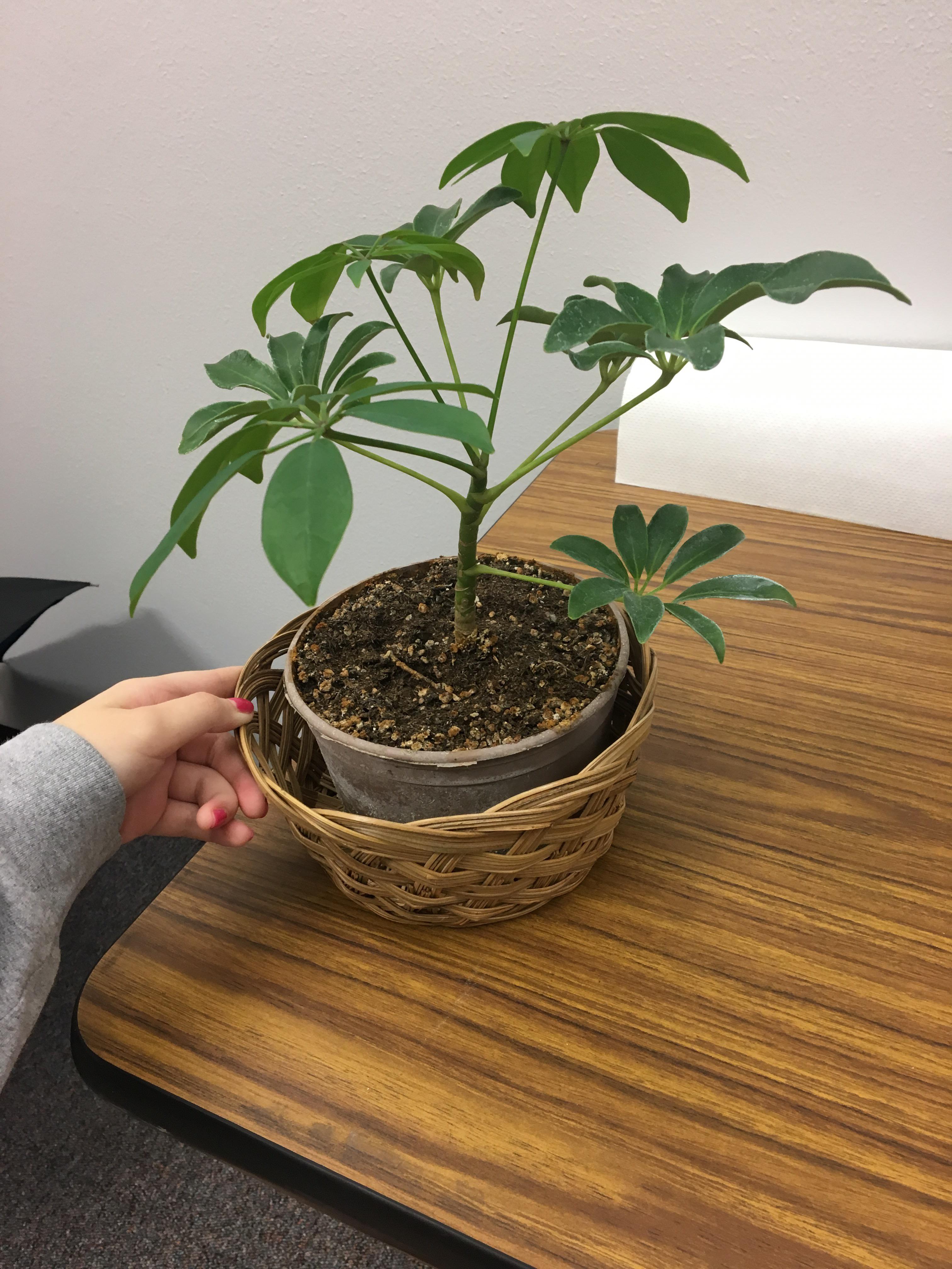 cute little plant gift, but what is it? r/whatsthisplant