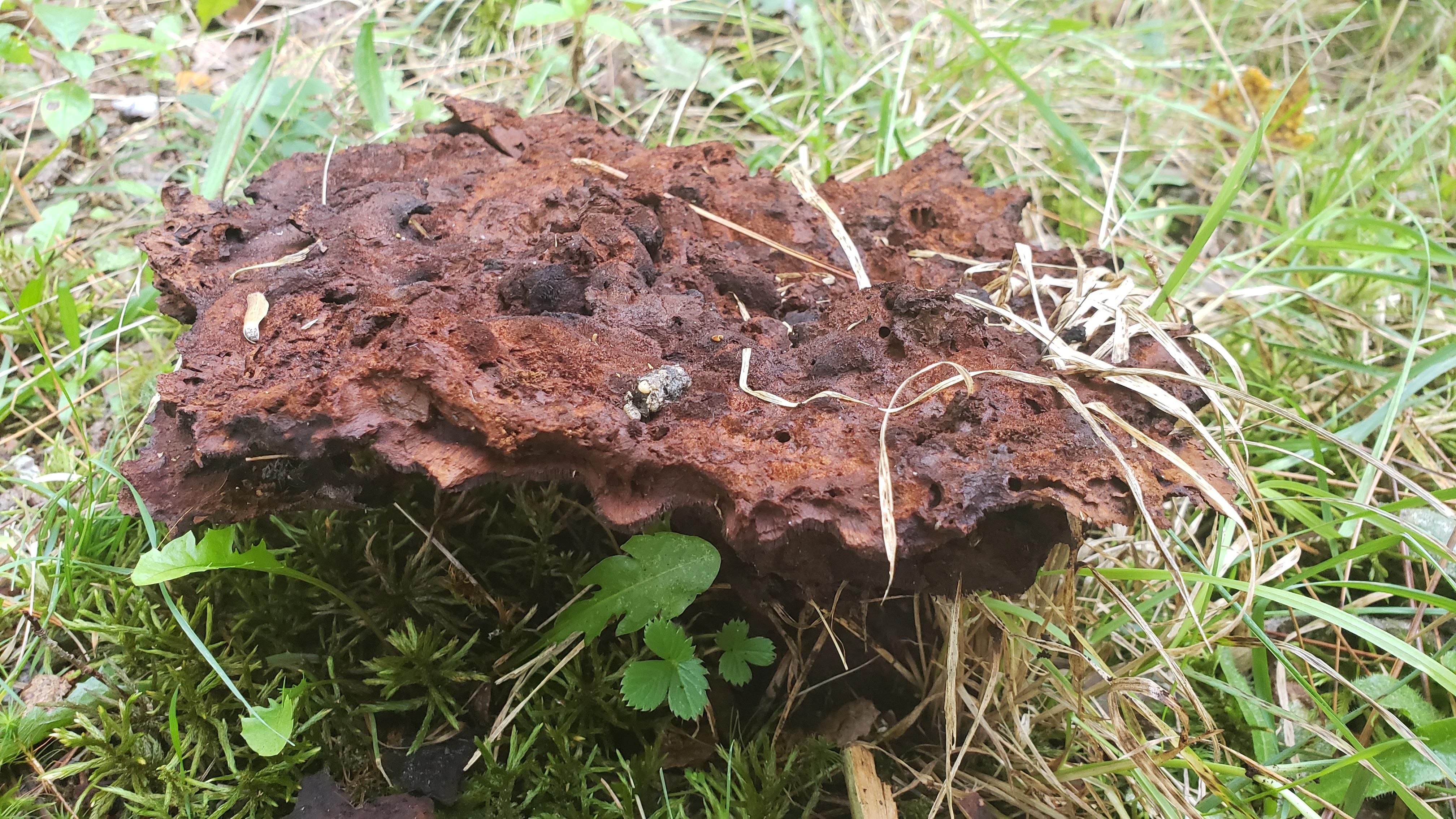 What is this forbidden earth brownie? Location, habitat, additional