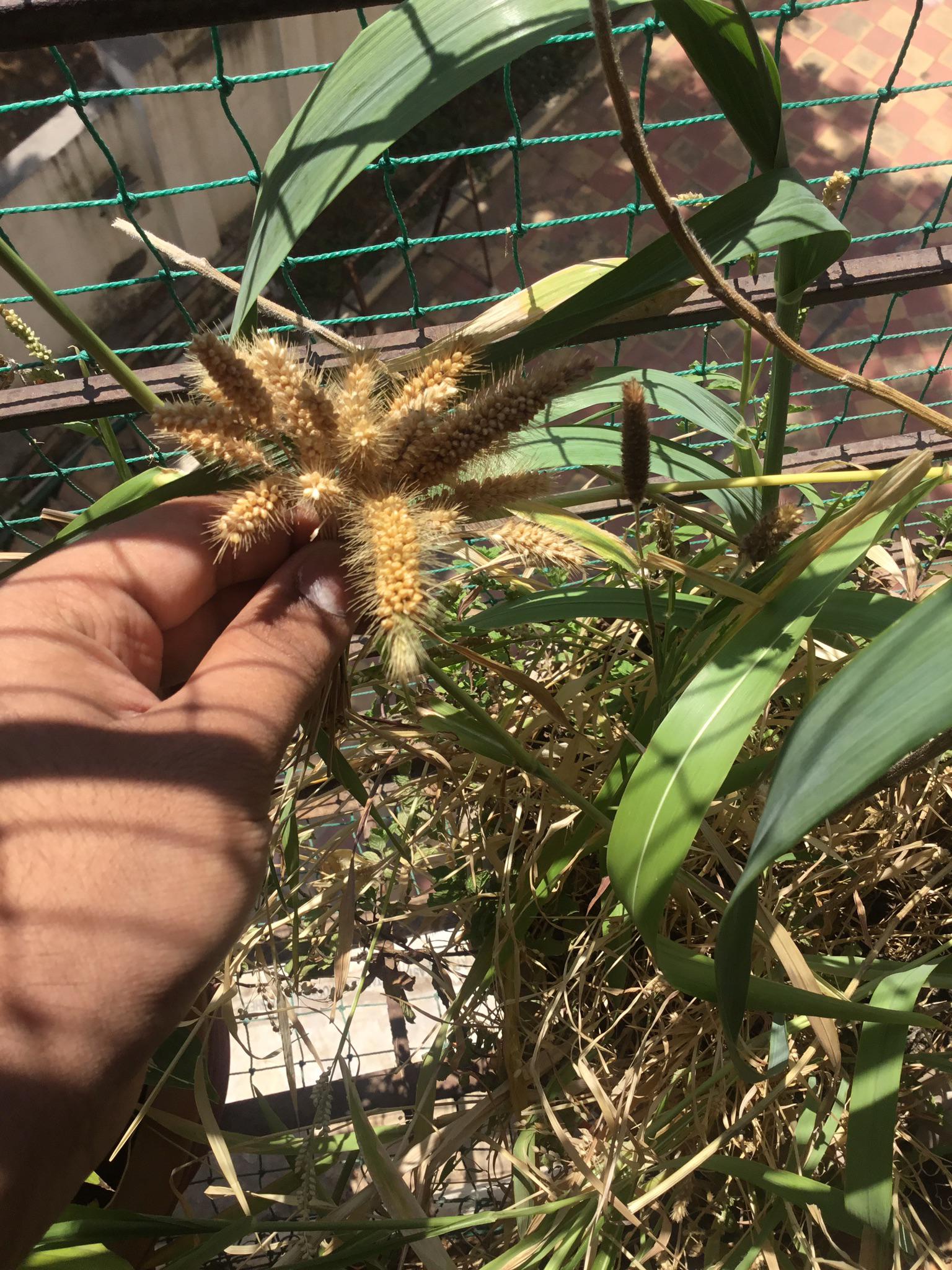 Home grown millet spray r/budgies