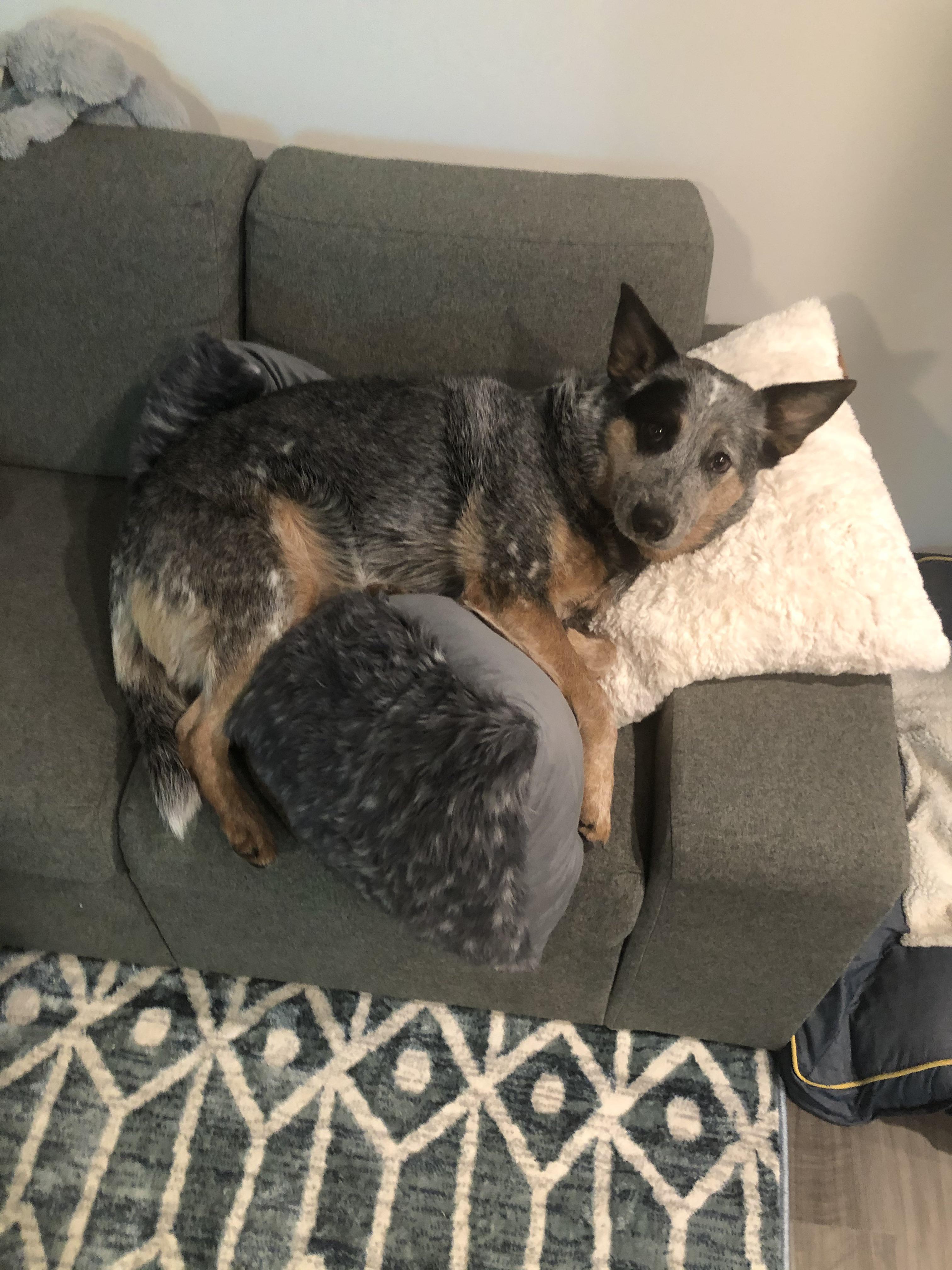 What is a chocolate heeler? AustralianCattleDog