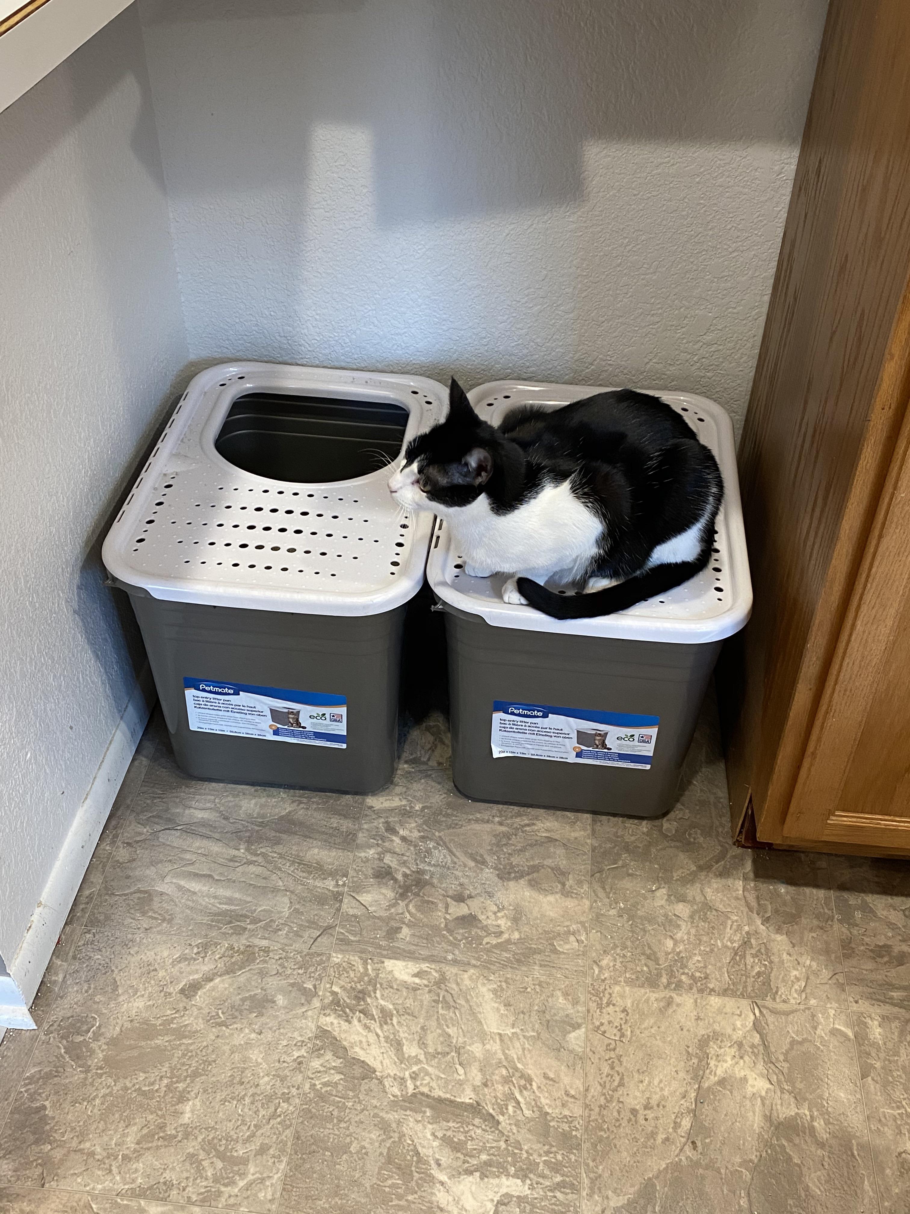 We bought top down litter boxes....he’s got the spirit. r