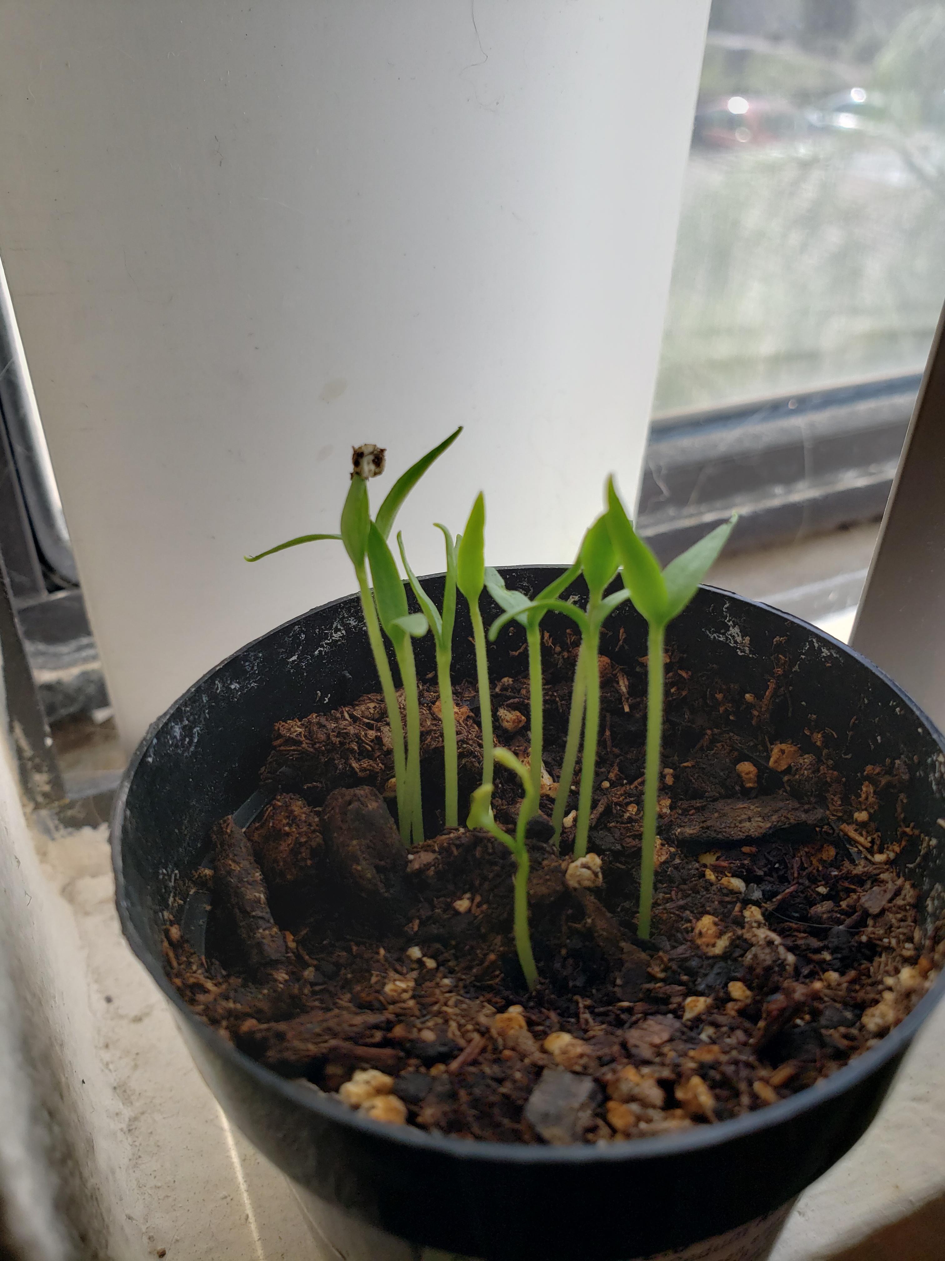 Planted jalapeno Pepper seeds about a week ago. At this stage how much