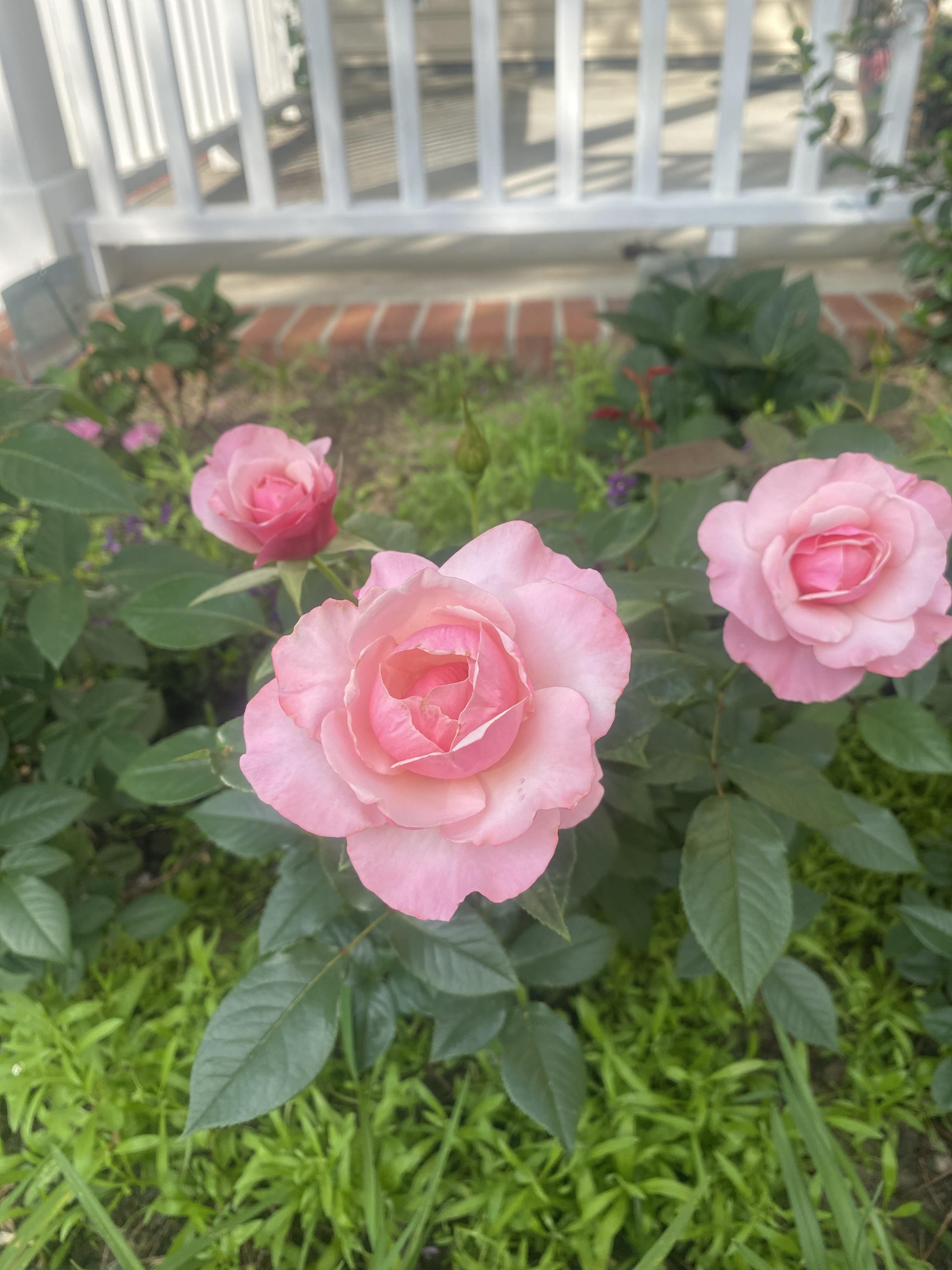 Our Lady Guadalupe bare root planted in April. They have that classic