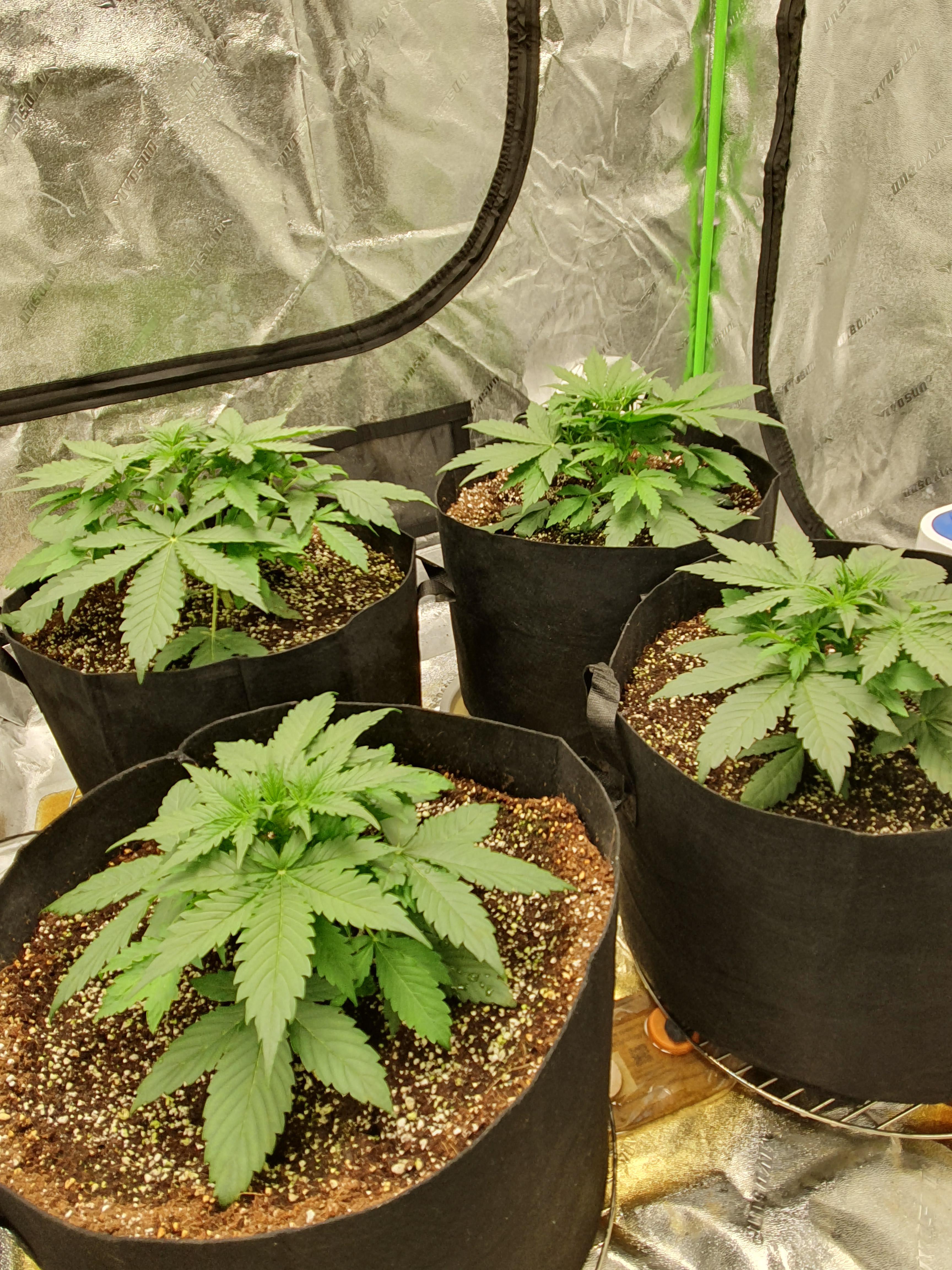 20 days from Seed germination...how do they look? Magnum Autos from