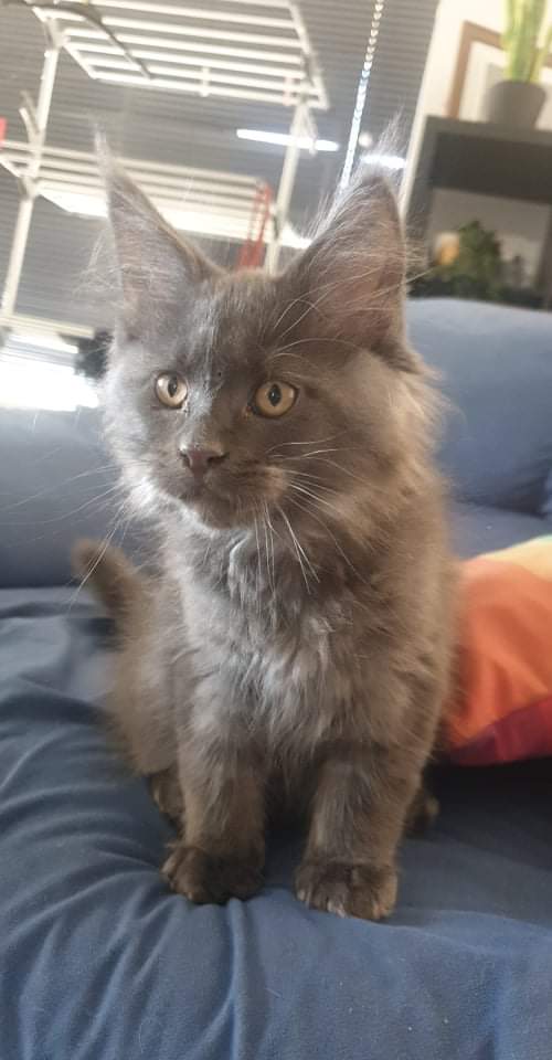 Finally got myself a Maine Coon. Reddit, meet Catt Damon! r/pics