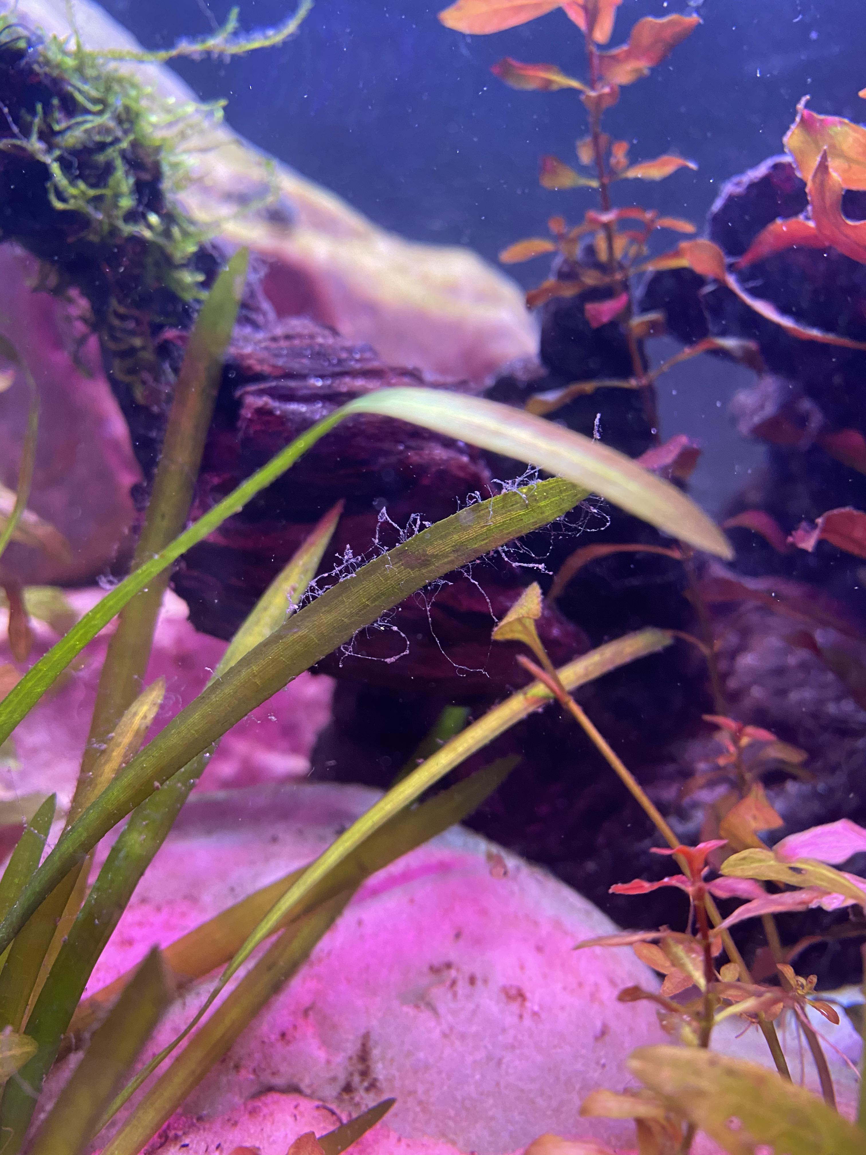 Thousands of white looking tiny dust particles/hairs have appeared in