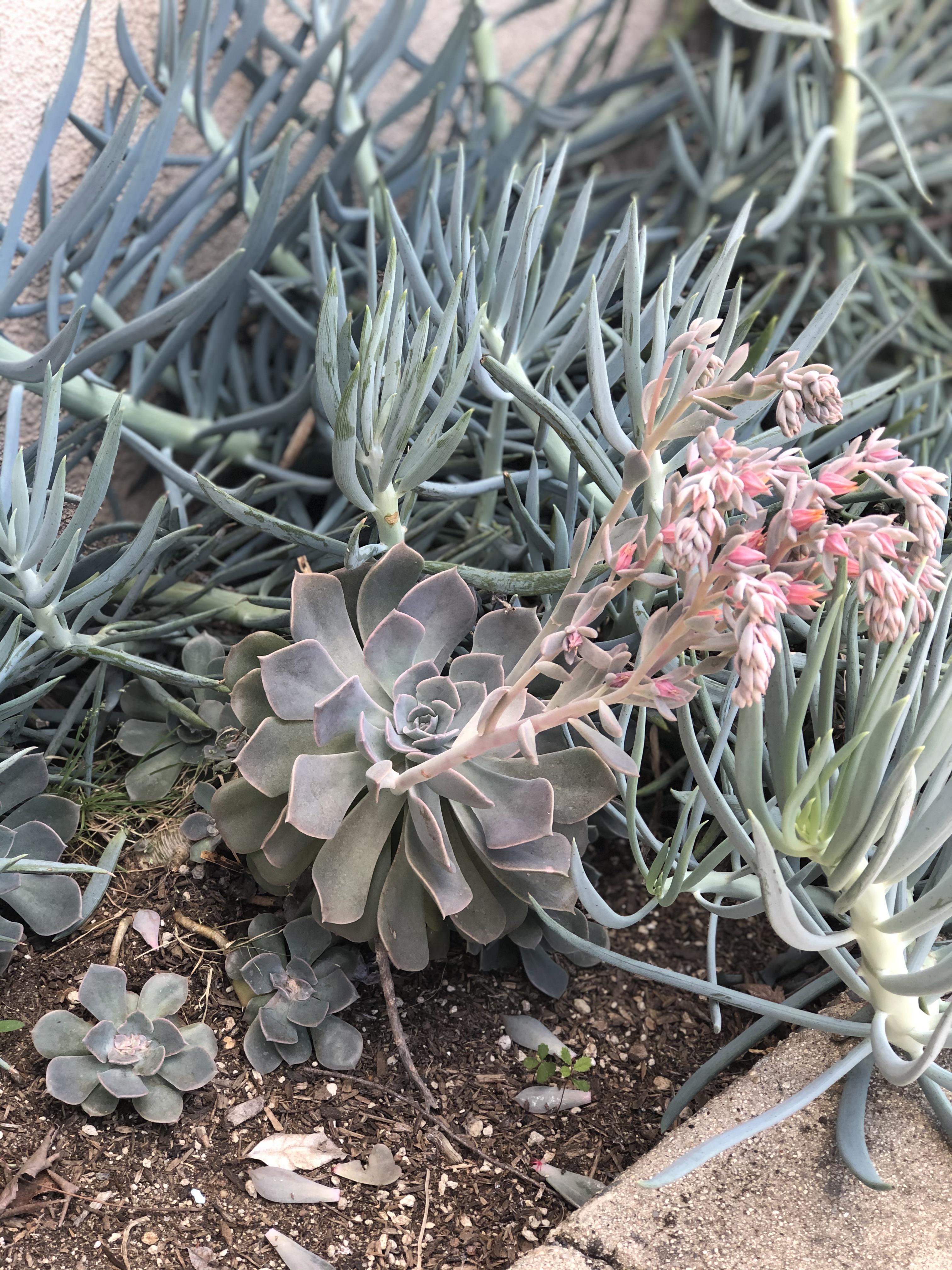 Ok, Reddit. What is the plant in the back called? (Not the