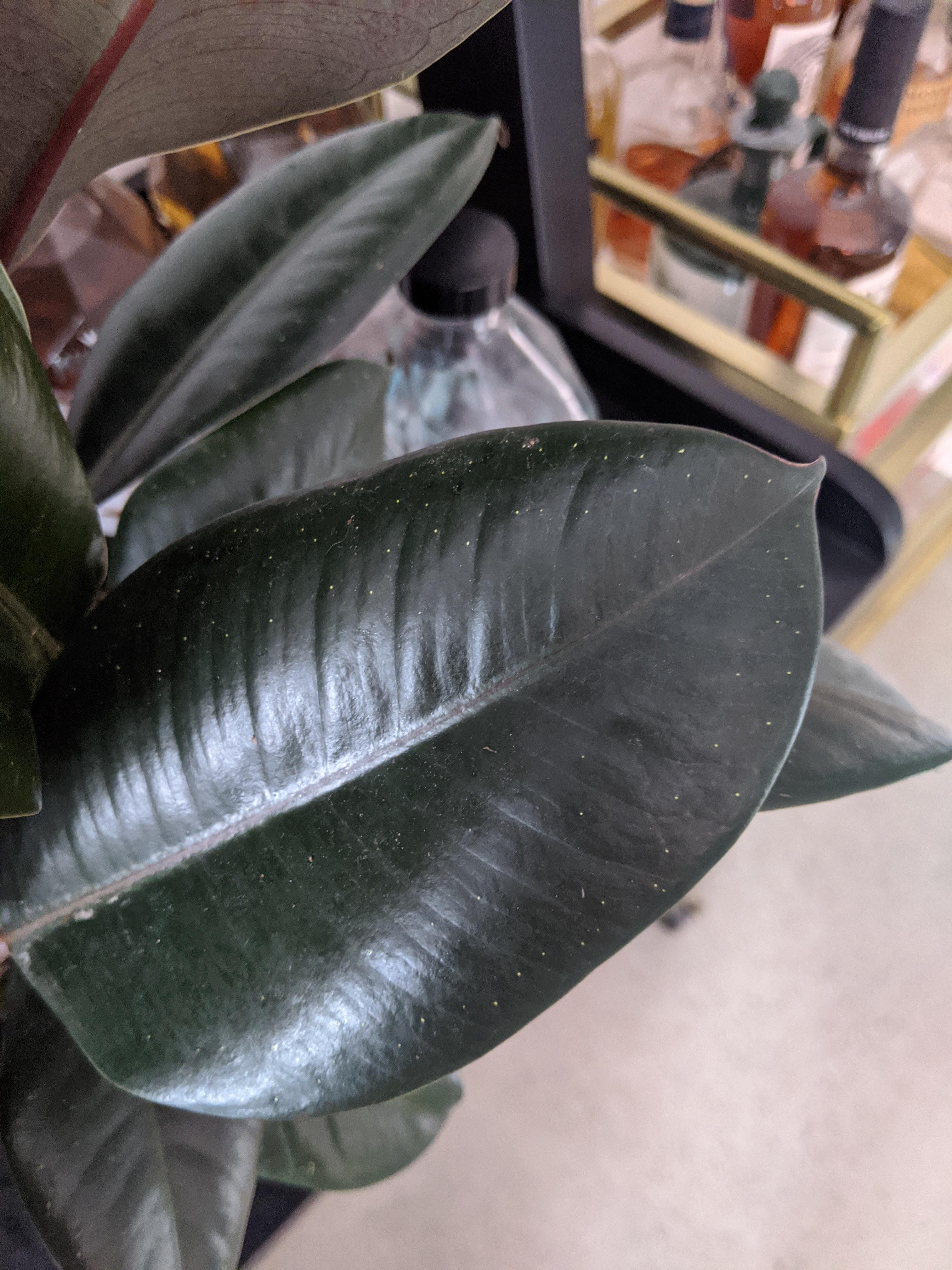 What are the small white spots on my rubber plant leaves? Indoors