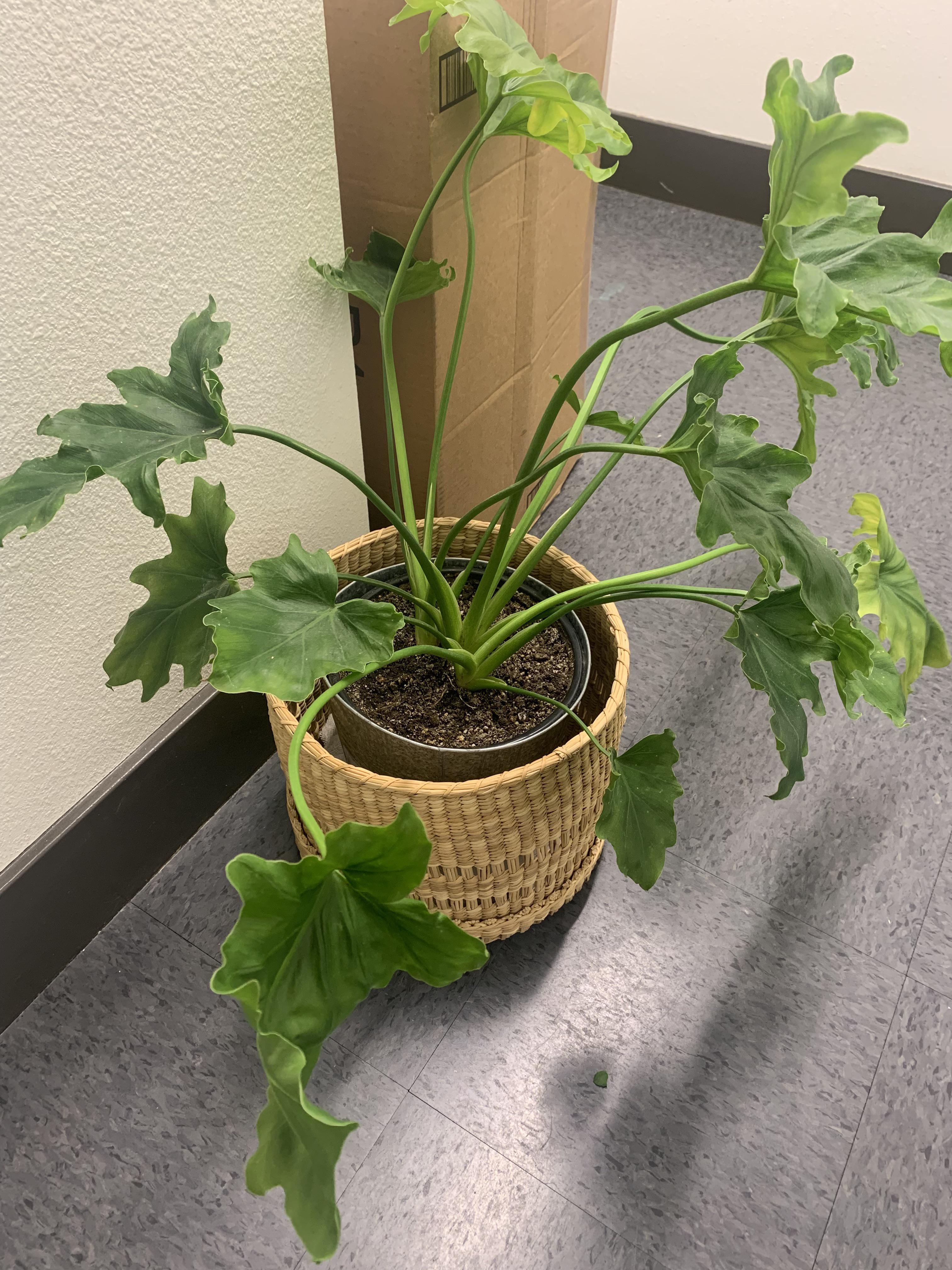 What plant is this? Someone in my building threw it out and it’s