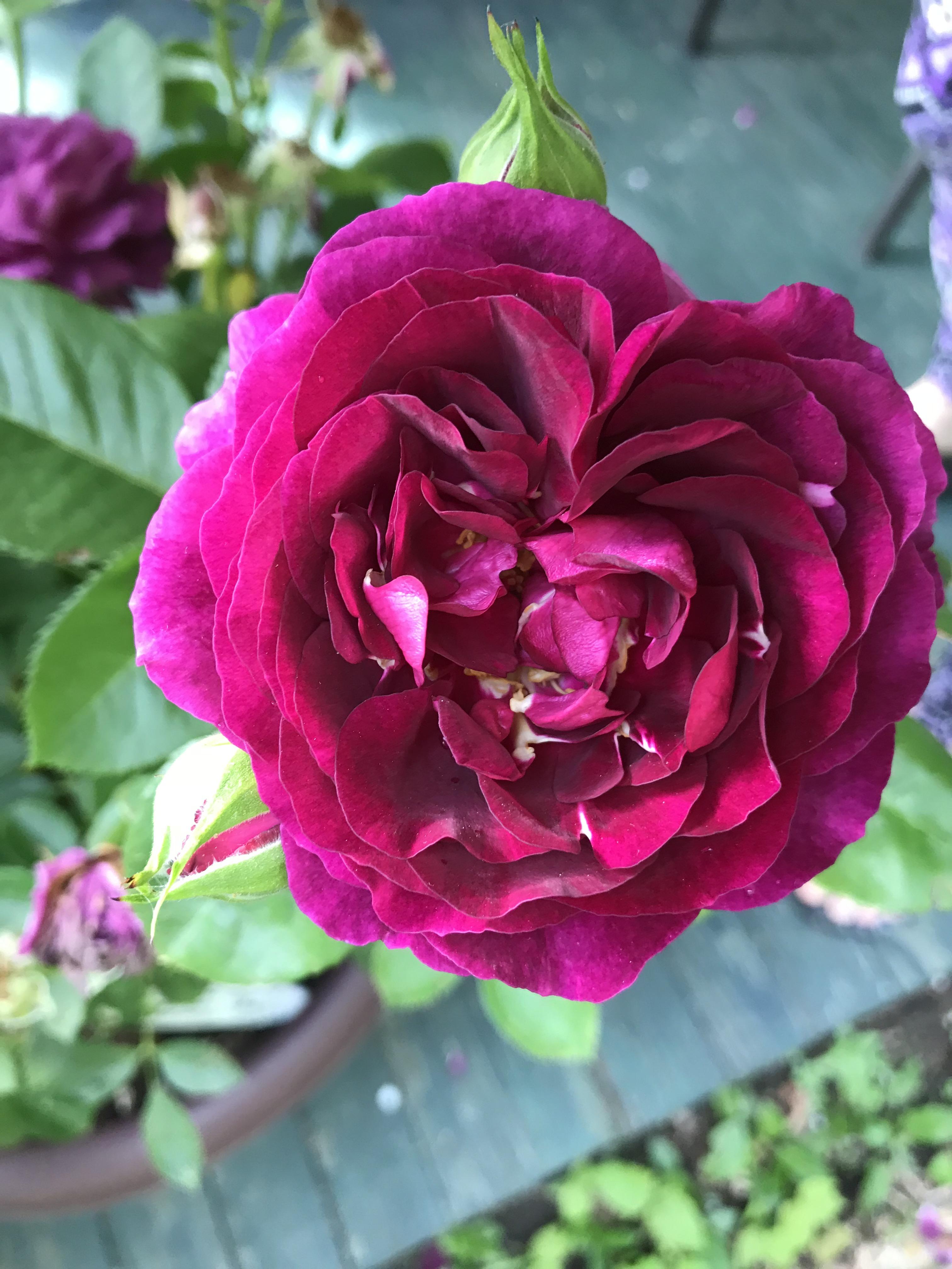 Twilight Zone Roses. My new favorite! r/gardening