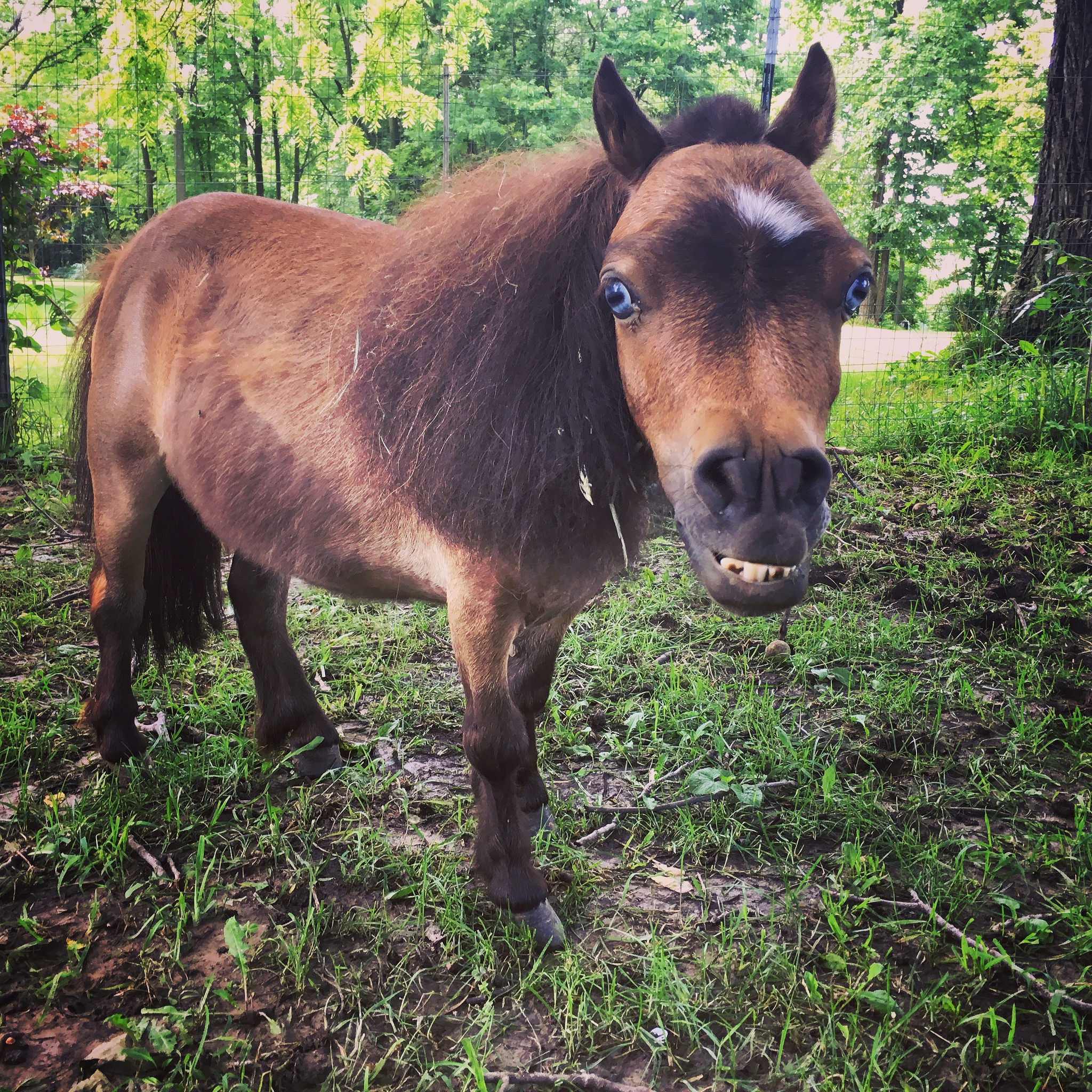 This mini horse has dwarfism. r/interestingasfuck