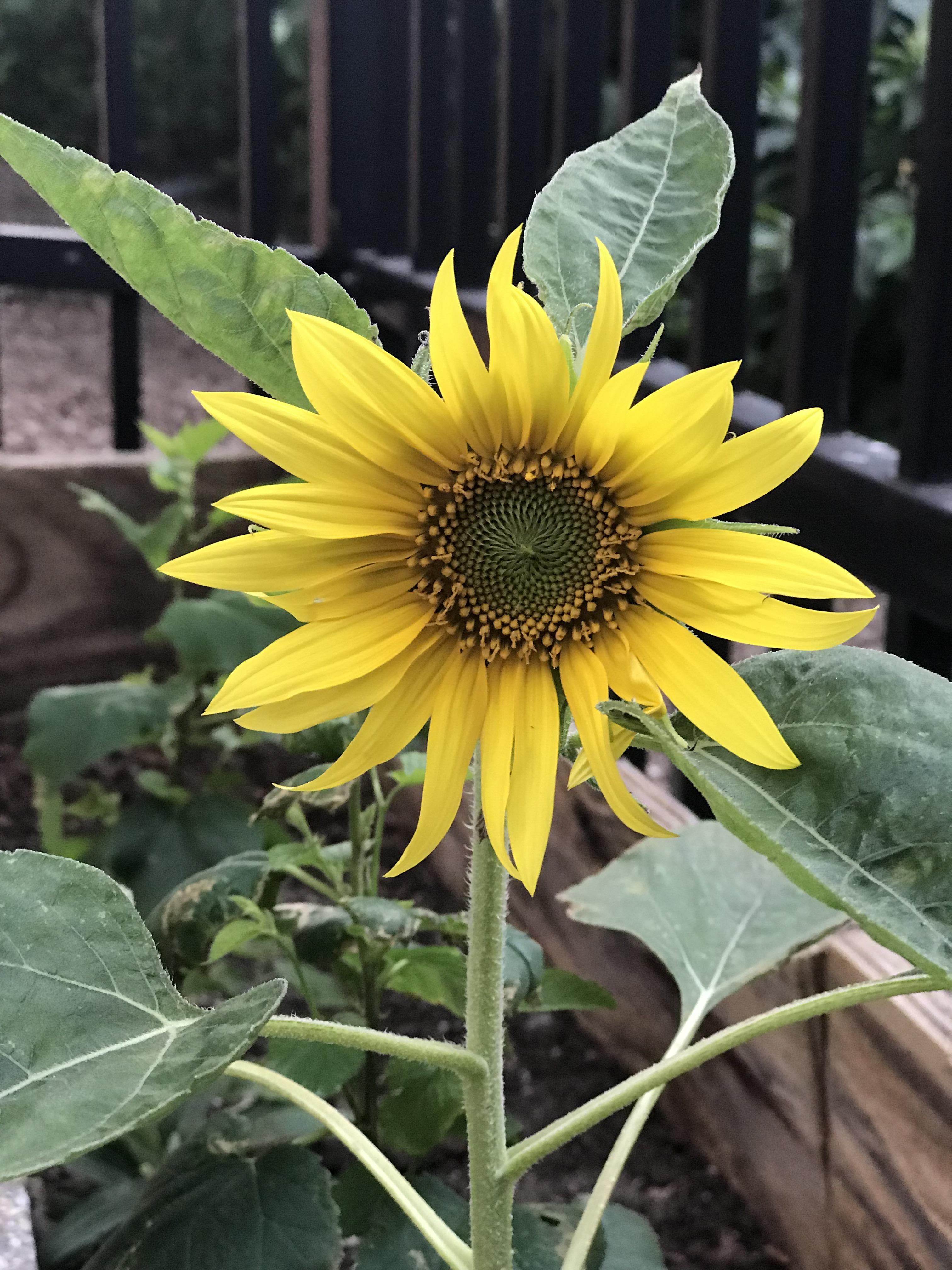 Only I would have my first Sunflower 🌻 bloom in mid/October (NY). Of