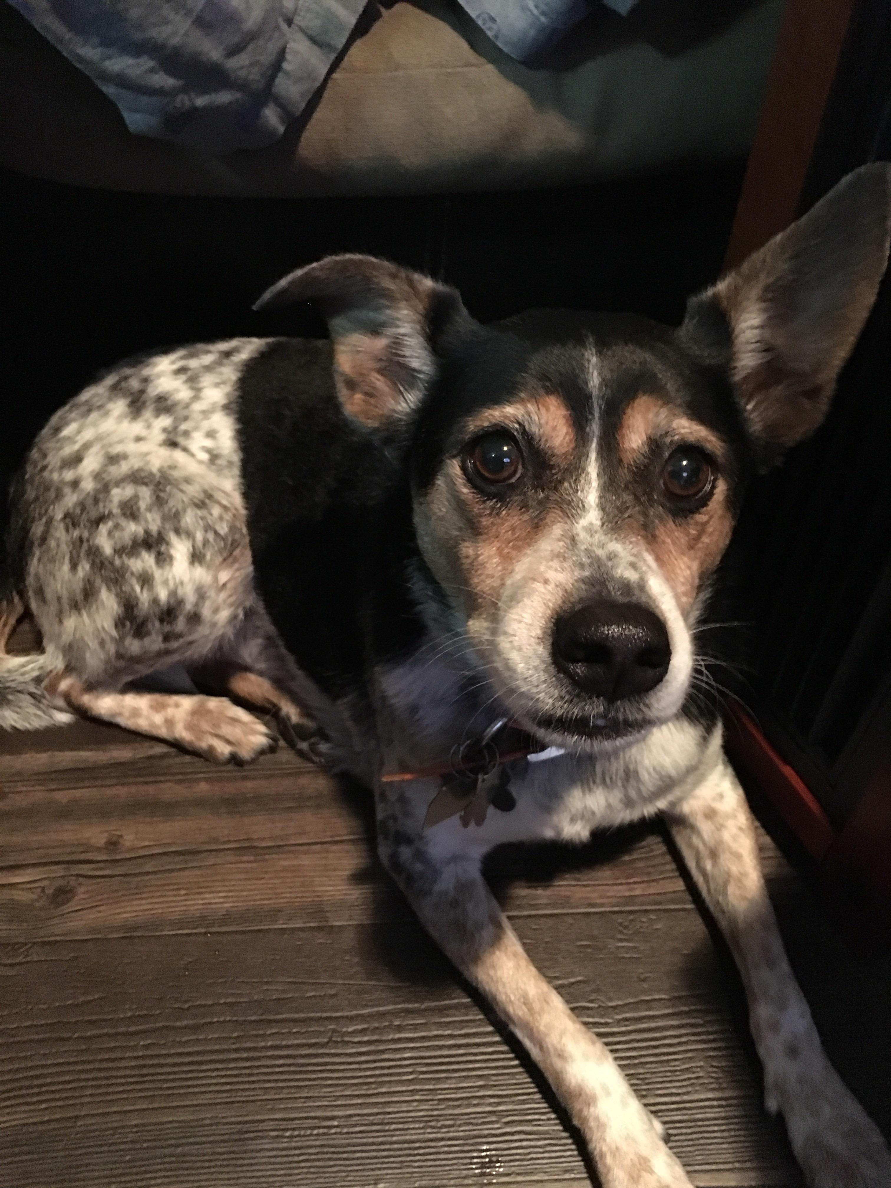 Found this girl in Bedford near Brown Trail 711 next to the 183