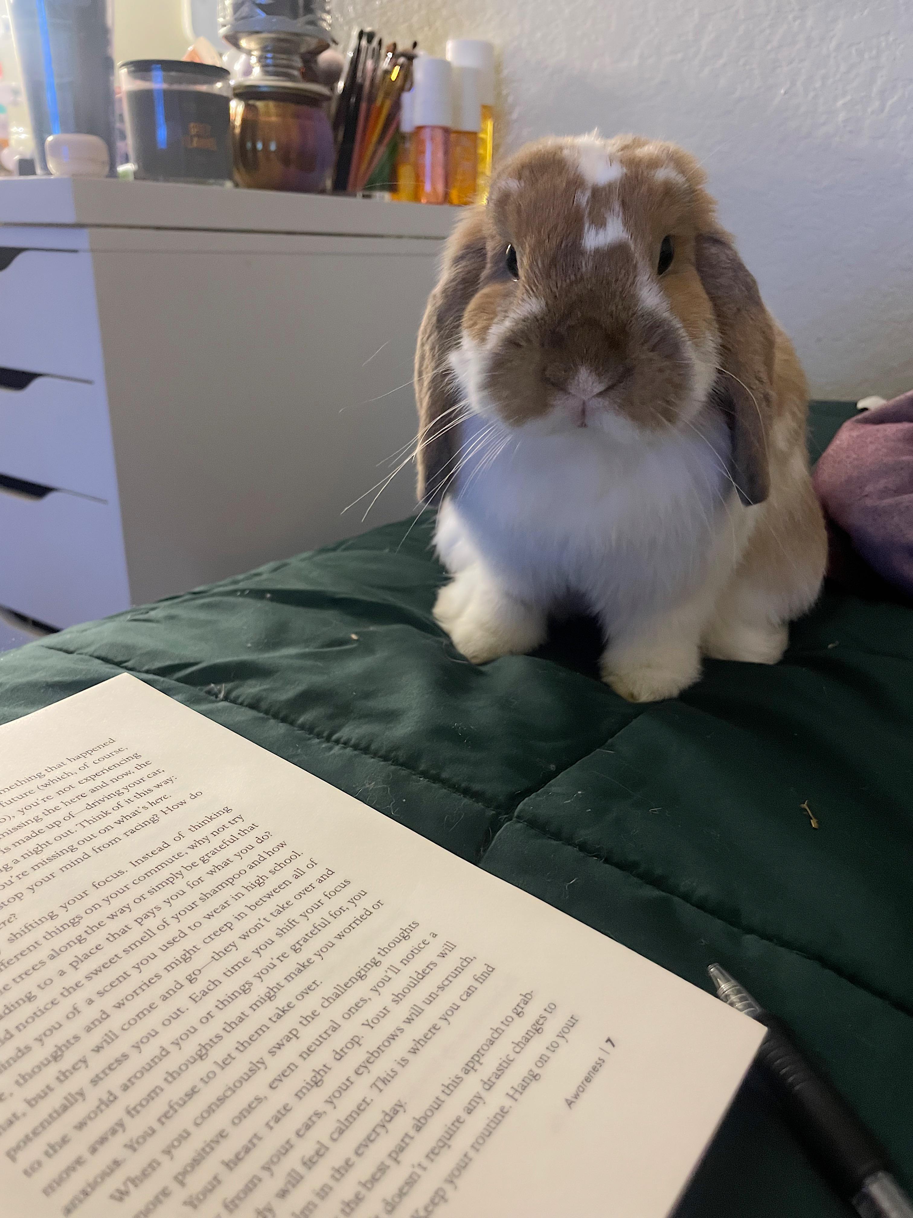 My little baby wanting attention during reading time r/Rabbits