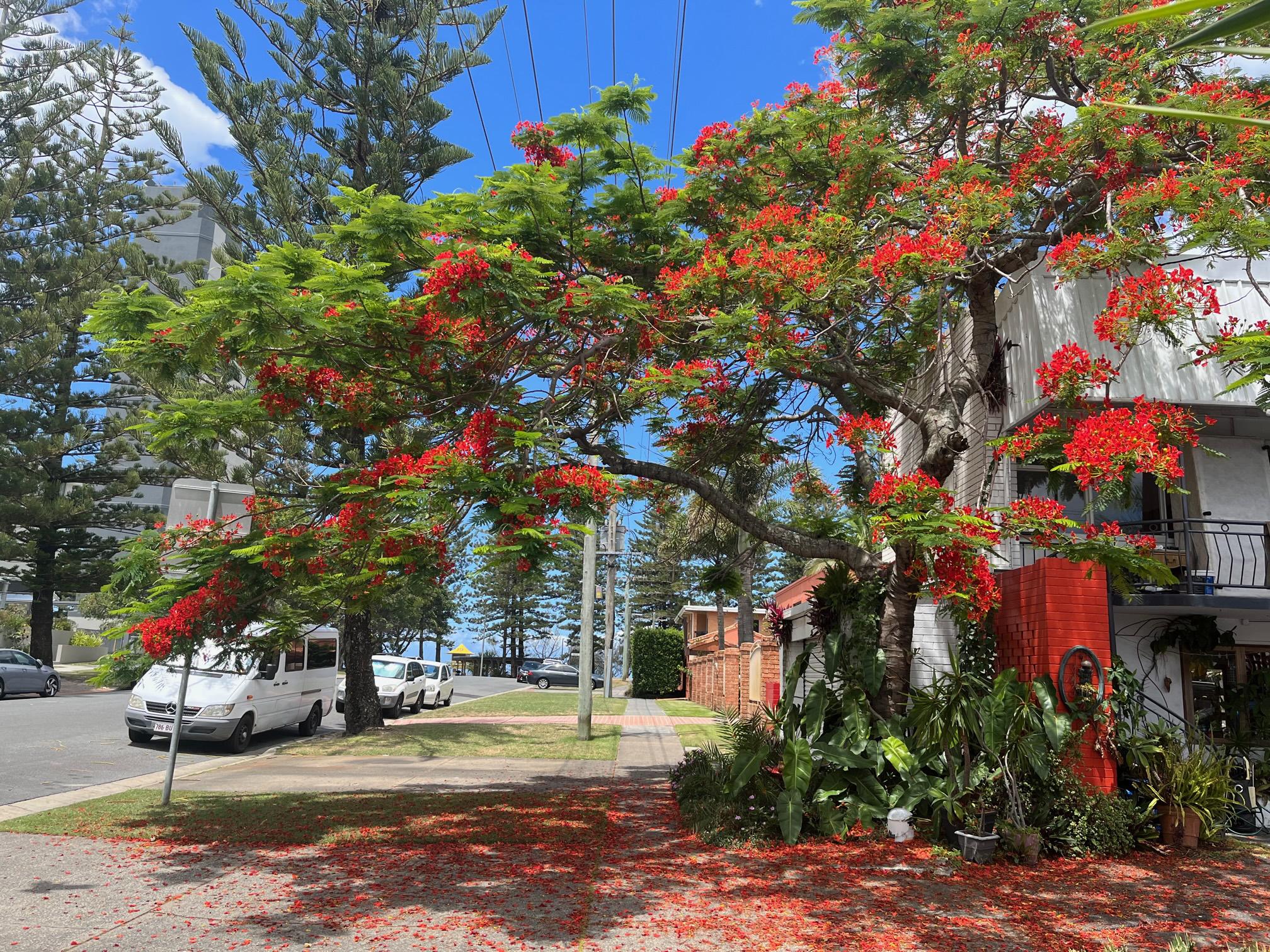 Queensland Christmas Tree r/queensland