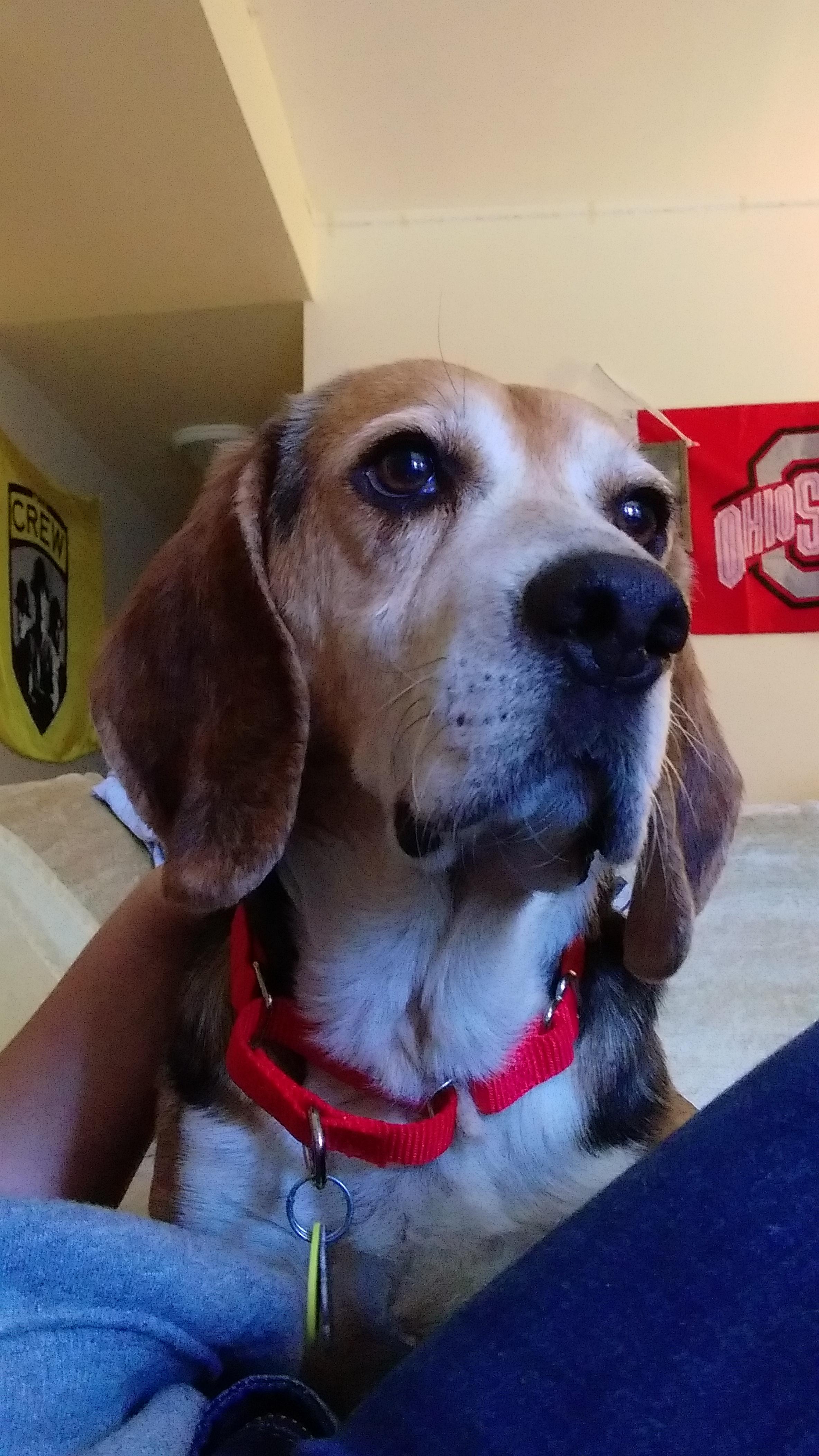 My first ever pet on my own today. Barry is the chillest dog in the